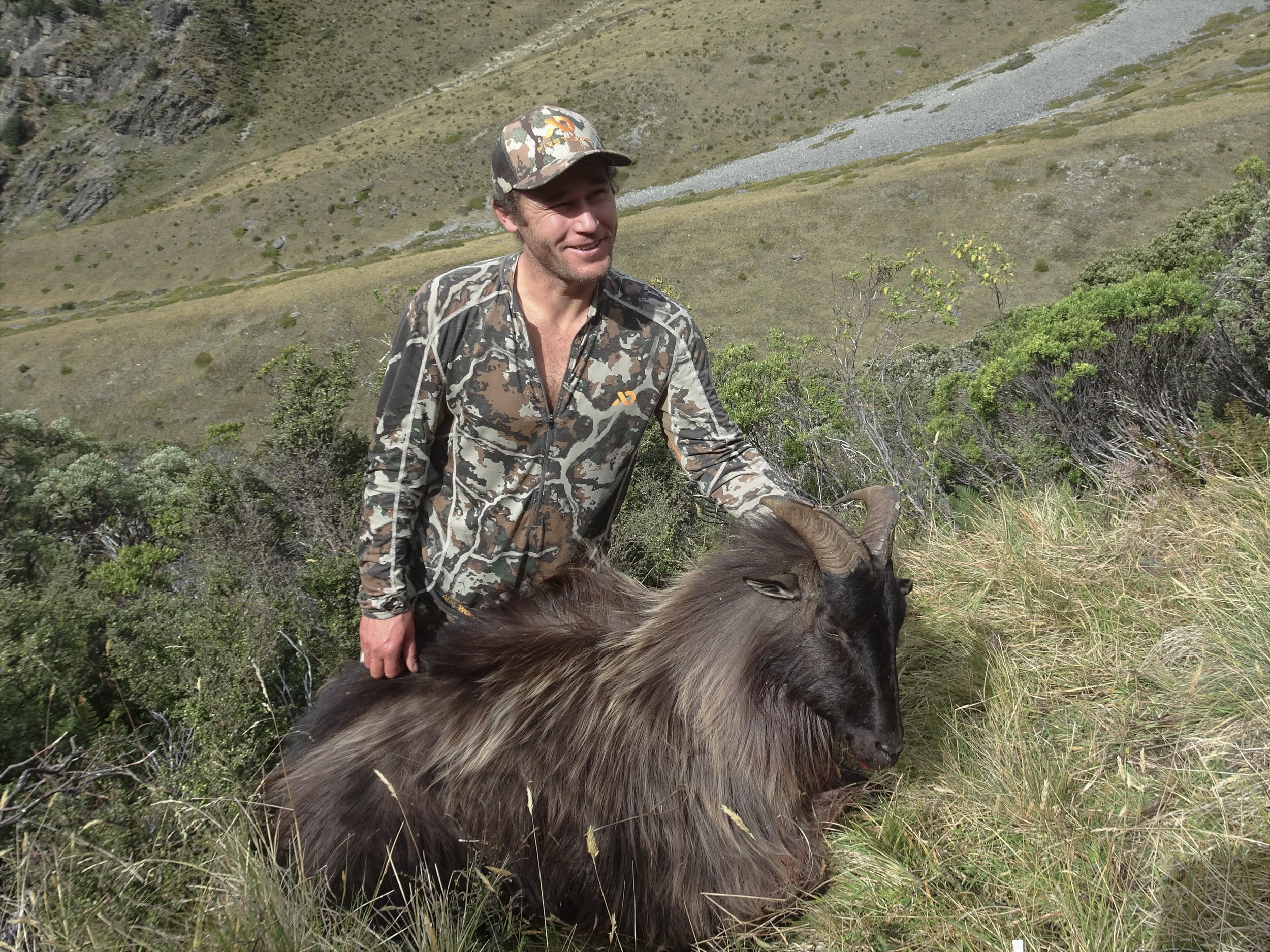  13 1/2 inch bull tahr