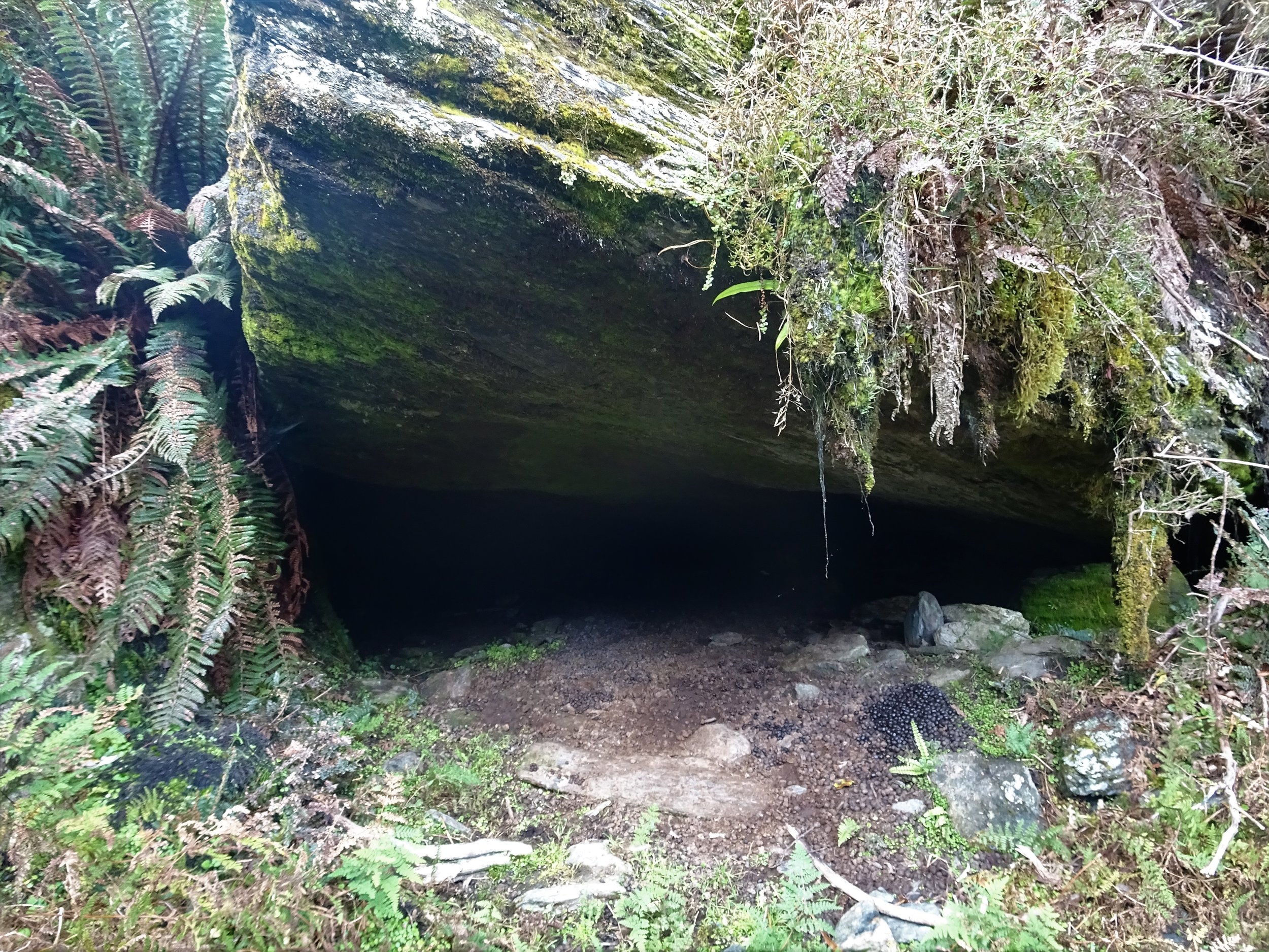 Tahr like a bit of shelter too.