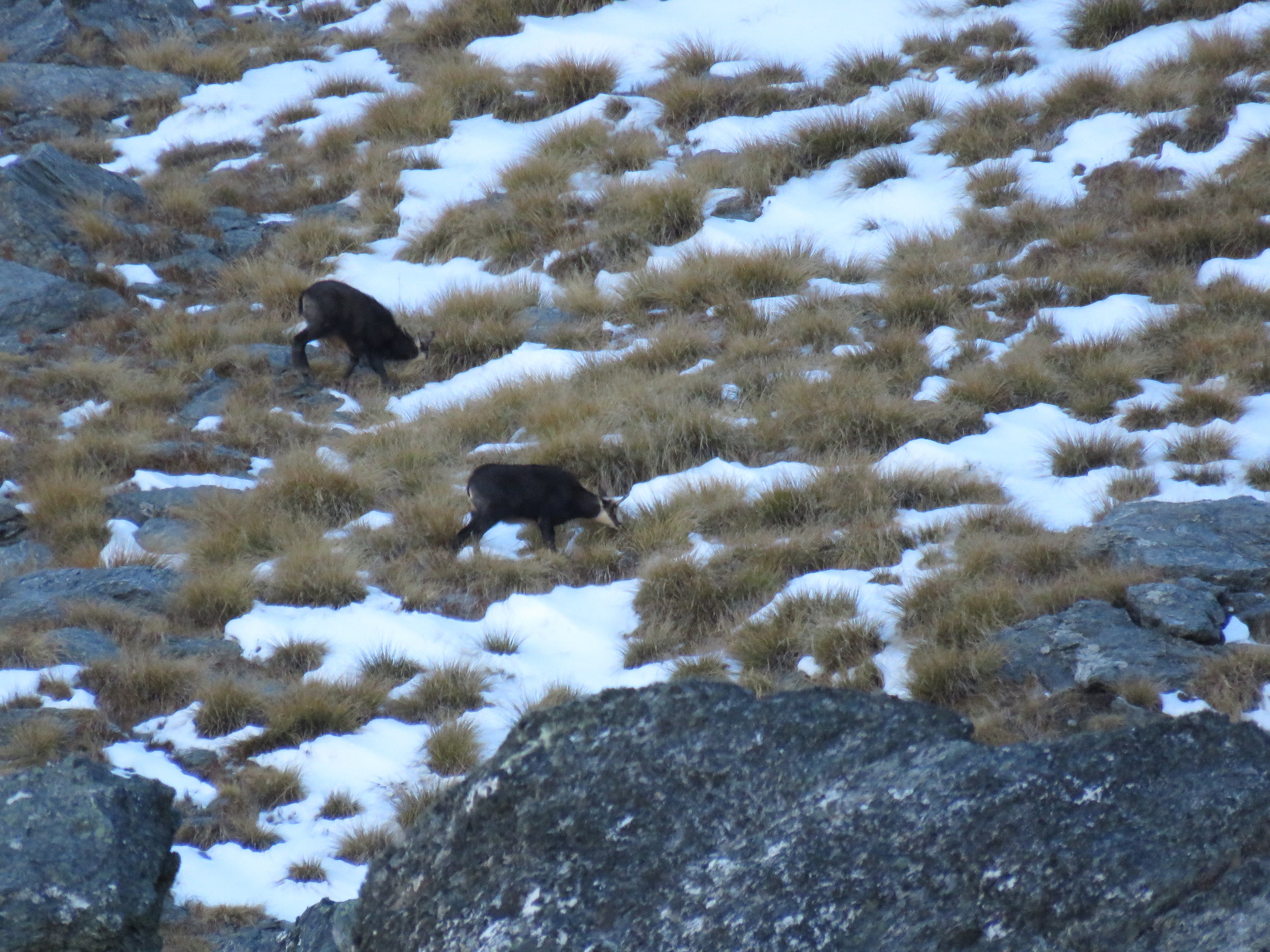 chamois in the snow and tussock