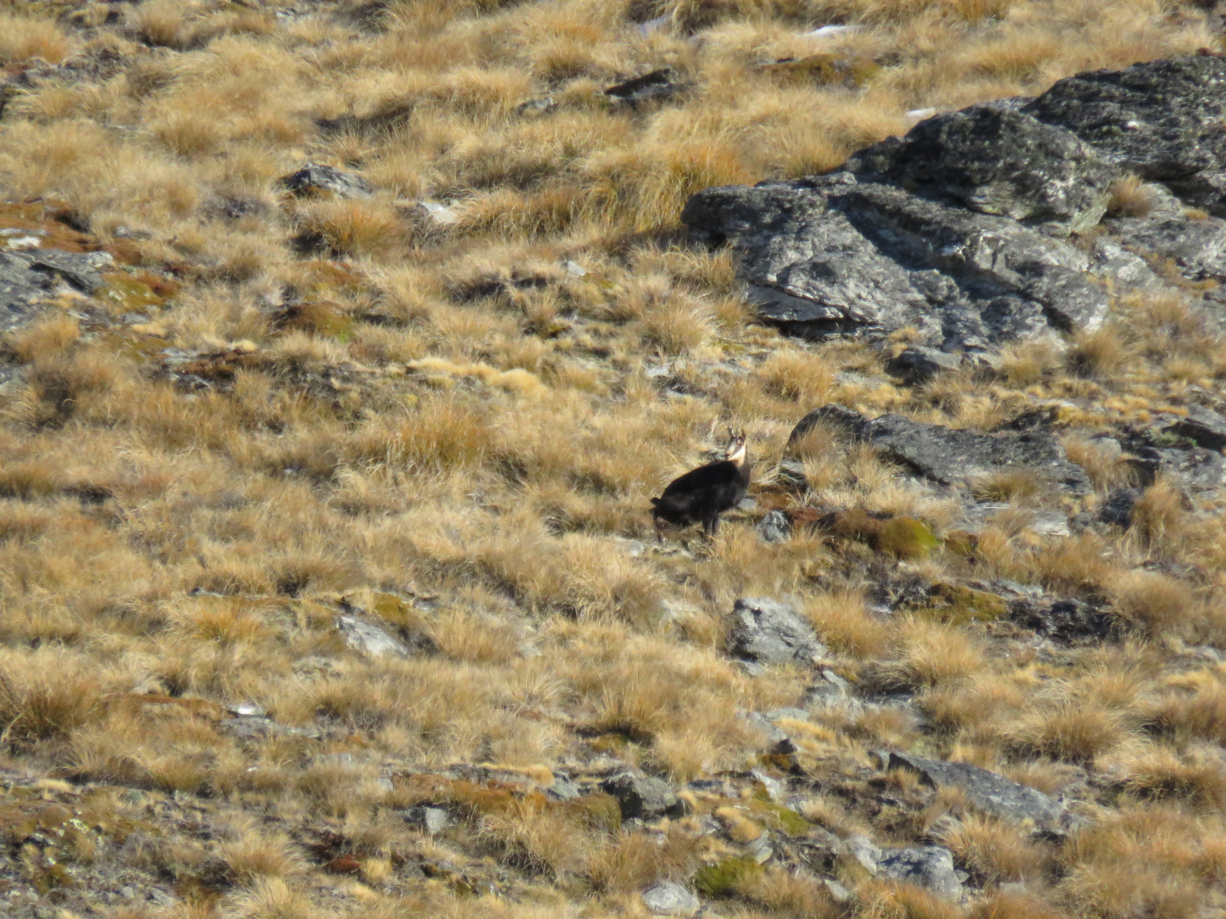 female chamois