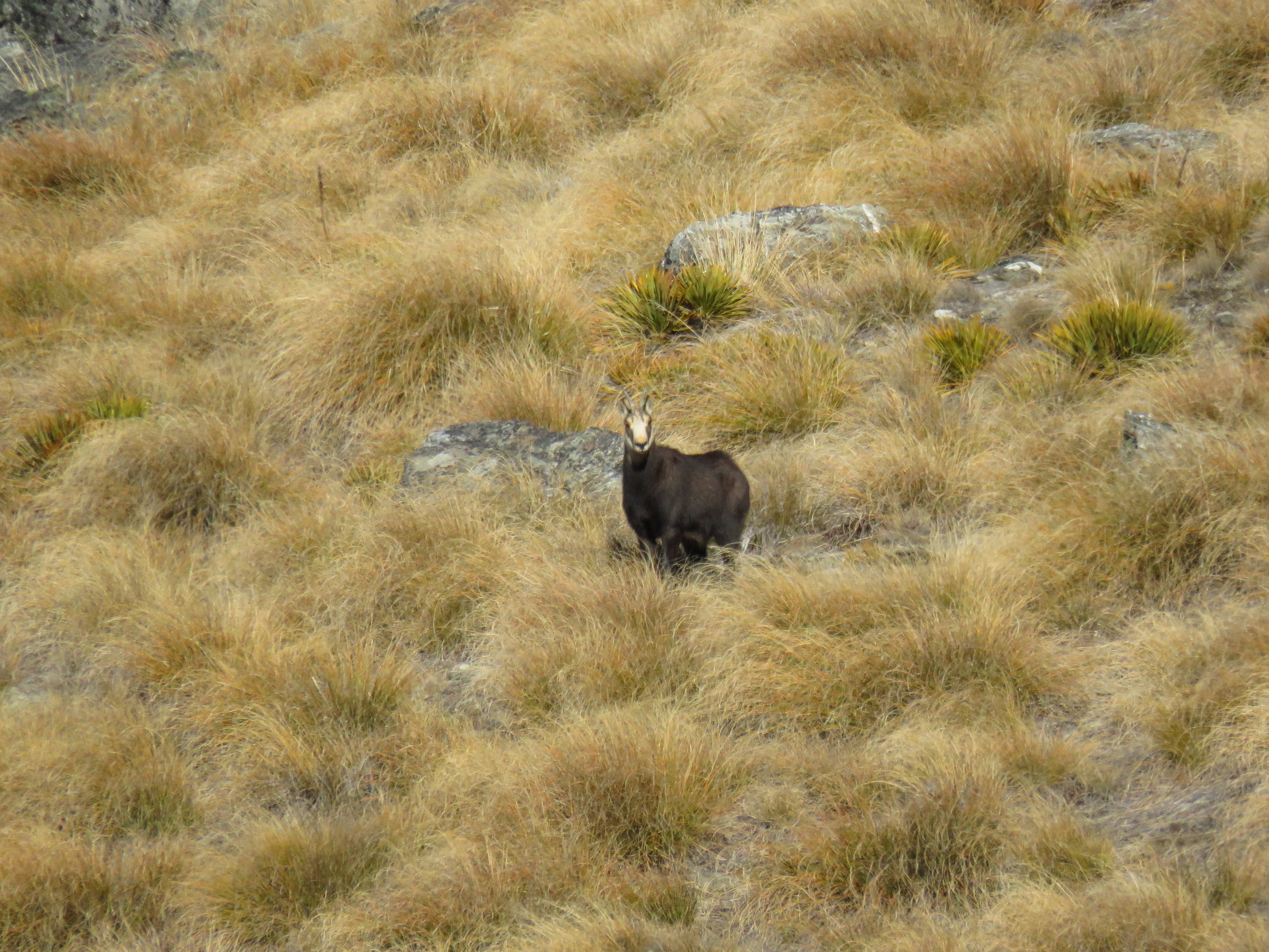 chamois in the tussock