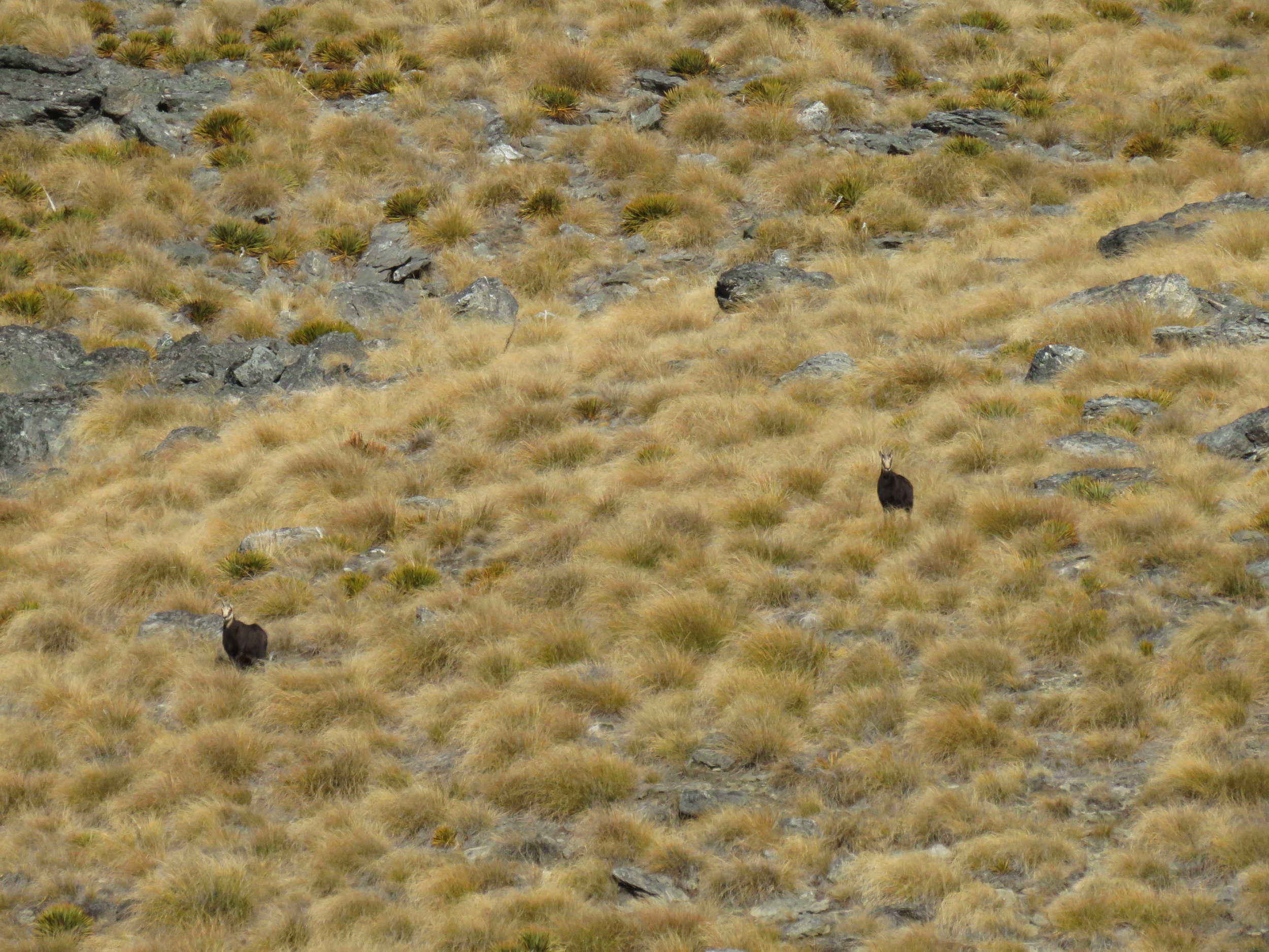 chamois in the tussock