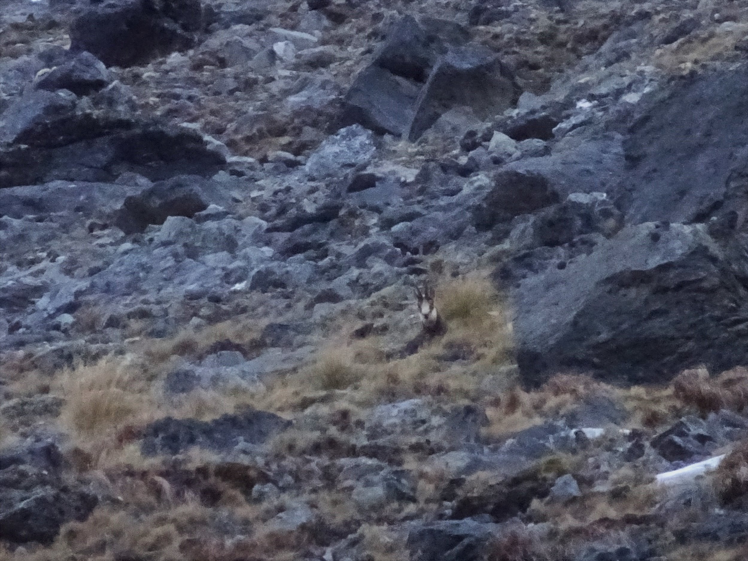  10 inch buck making it hard for us to see the hooks through the spotter 