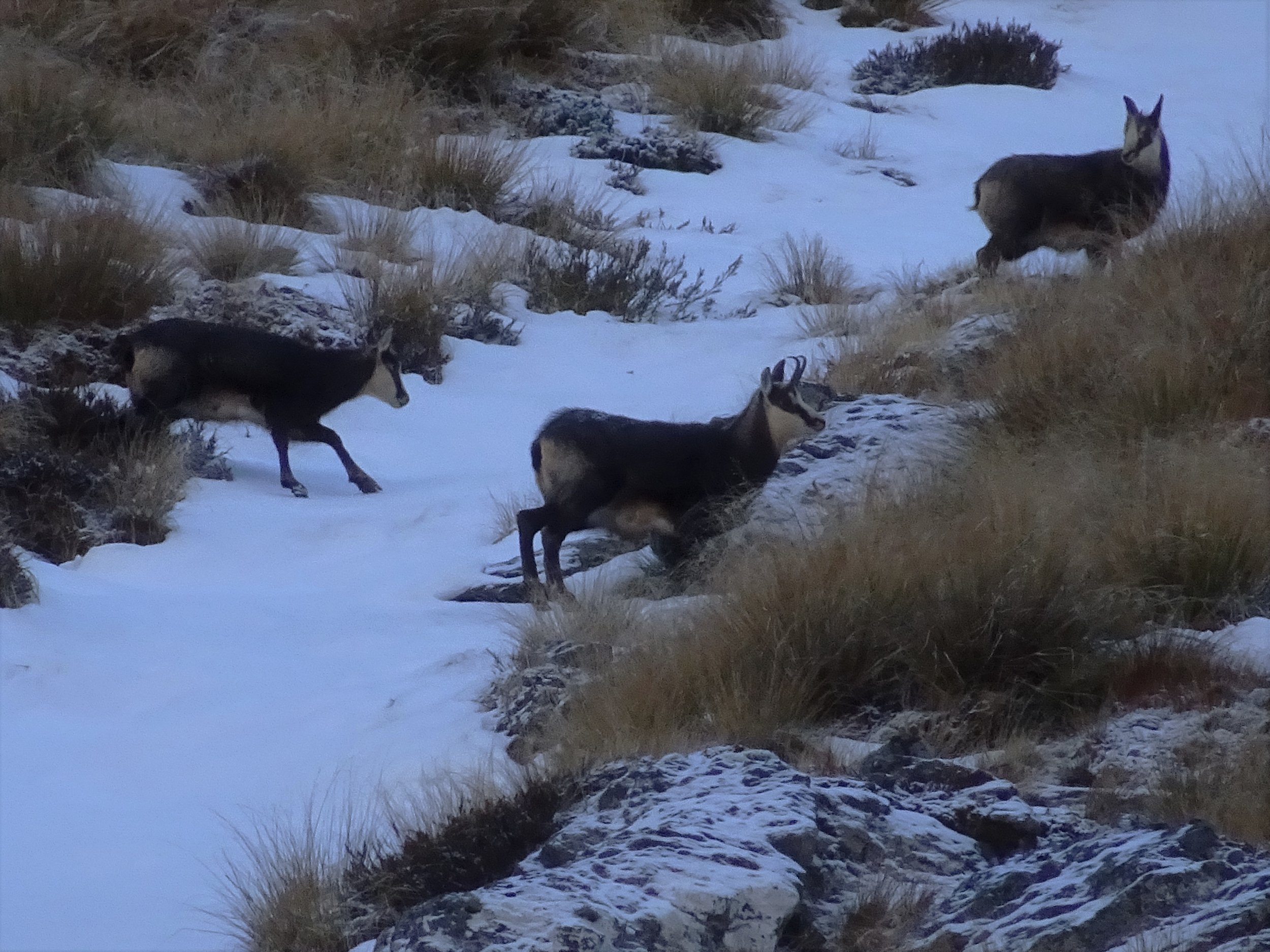 young chamois in the snow