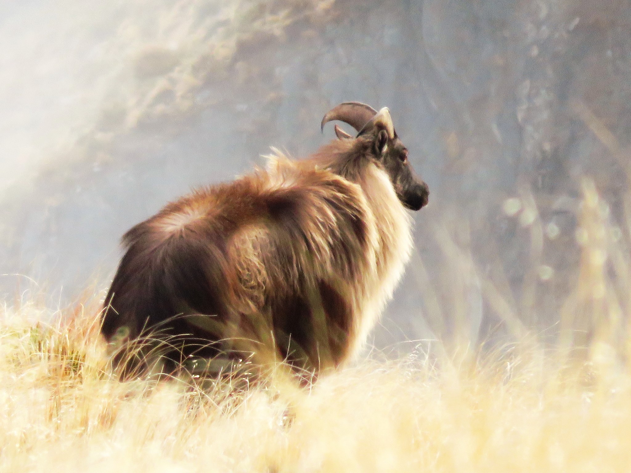 Bull tahr