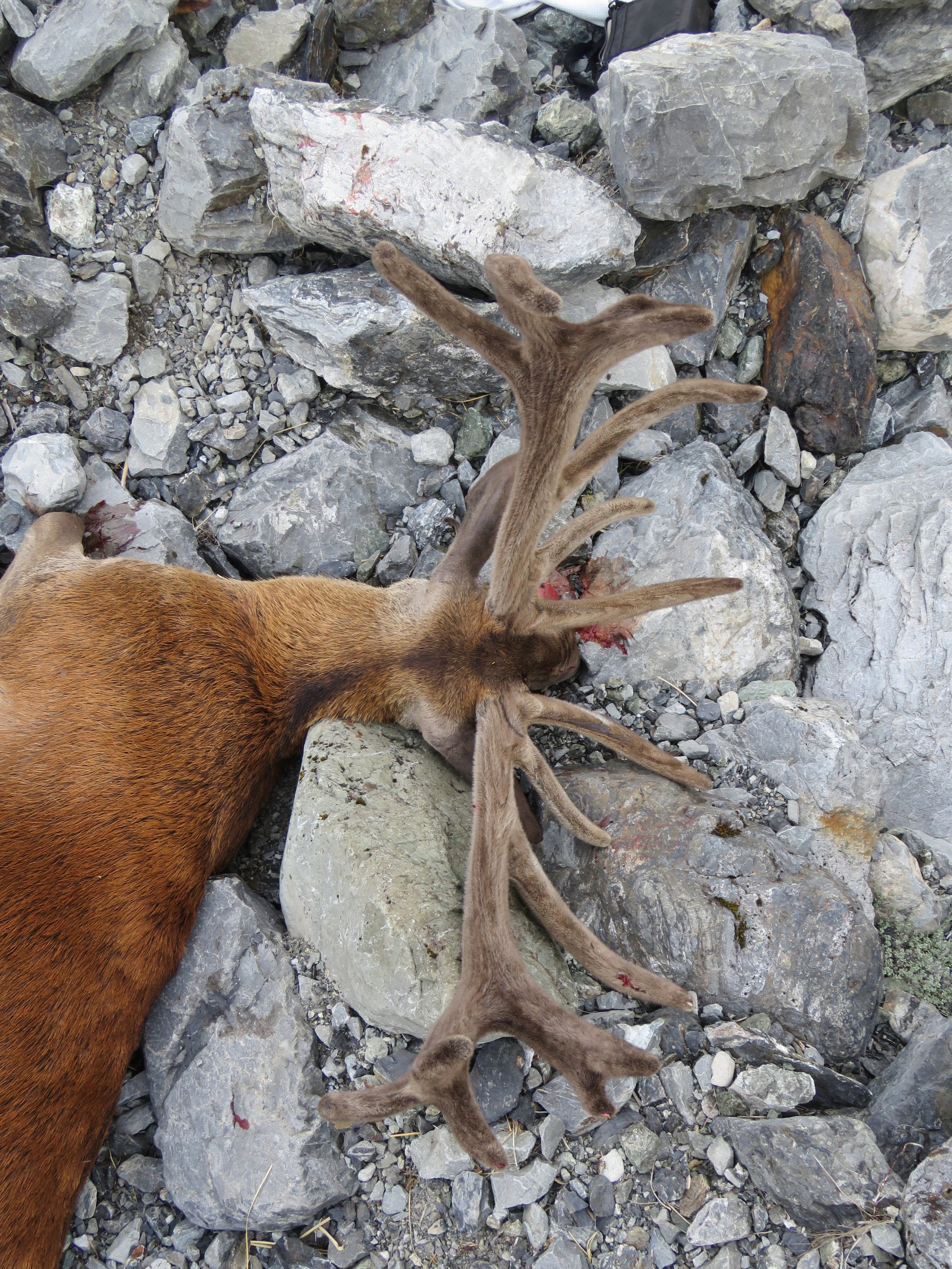 These stags are not what you'd call pretty but they sure have a unique style about them