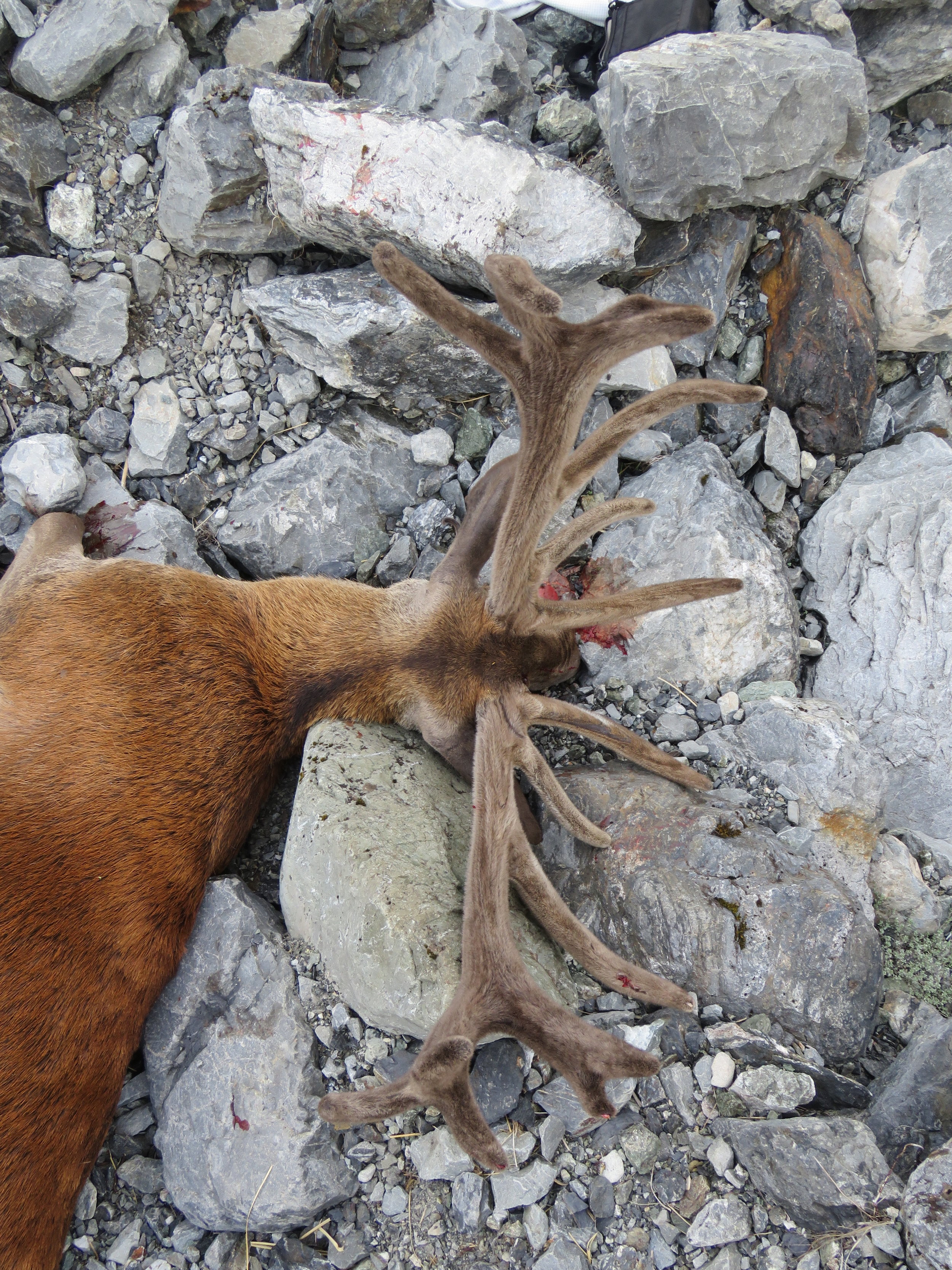  These stags are not what you'd call pretty but they sure have a unique style about them 