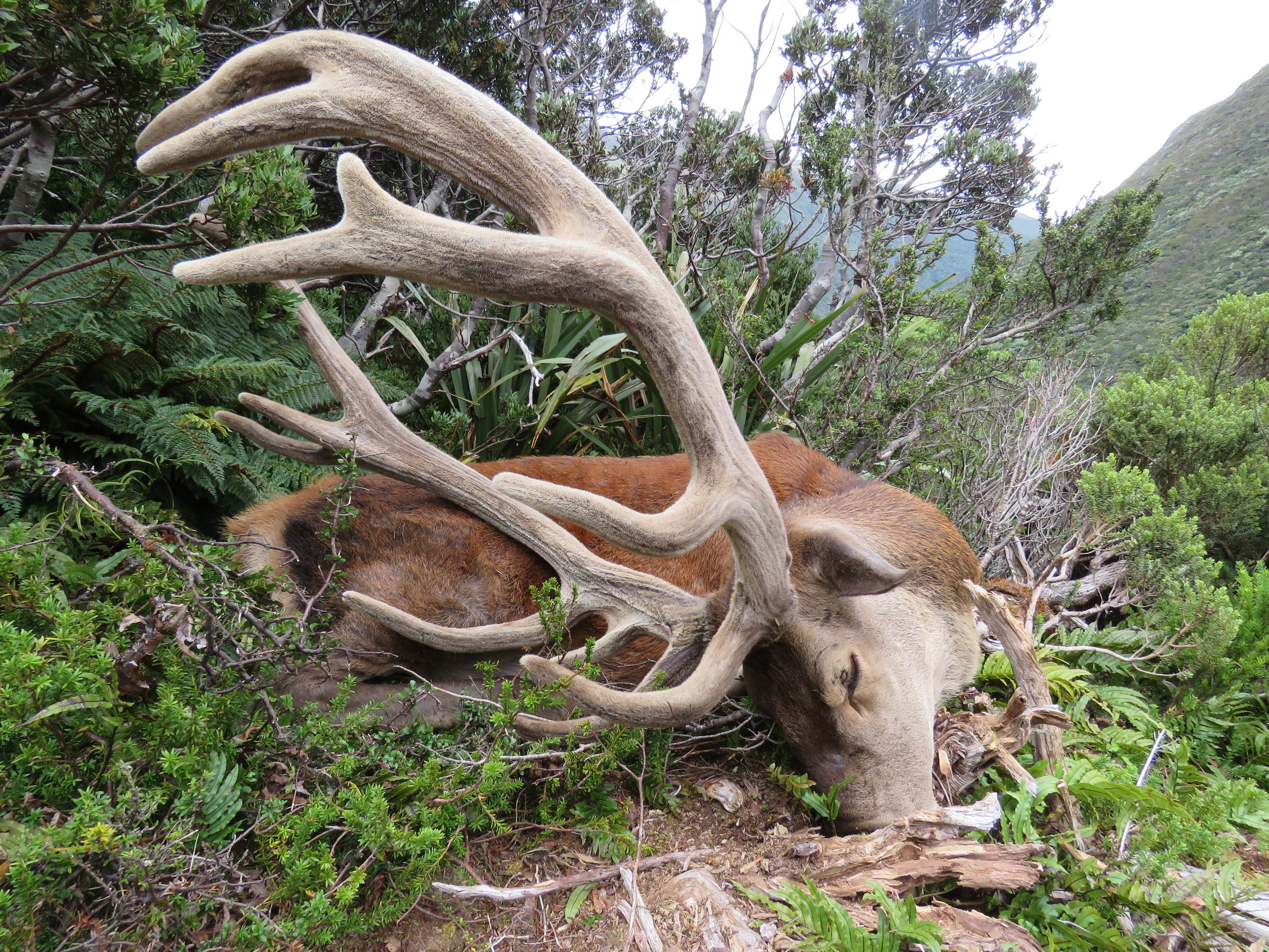 Richie's nice 40 inch 13 pointer which was a very hard won trophy