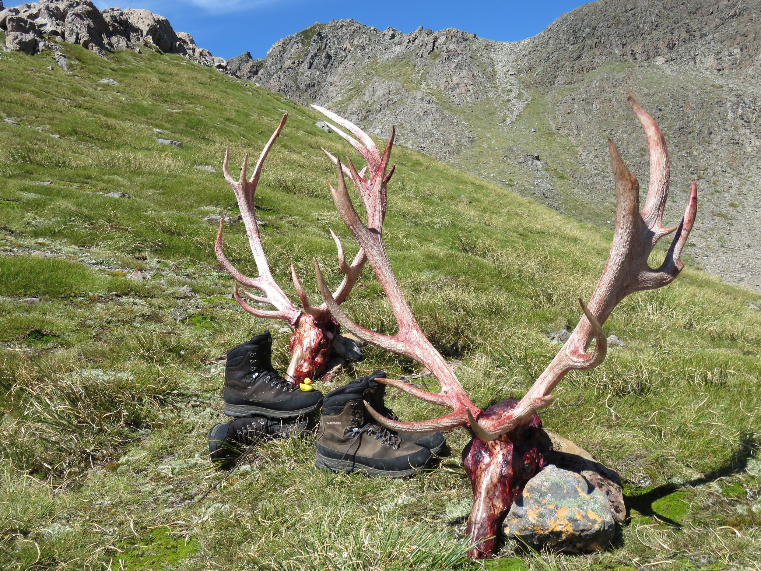 The main divide red stags on display with the Lowa boots