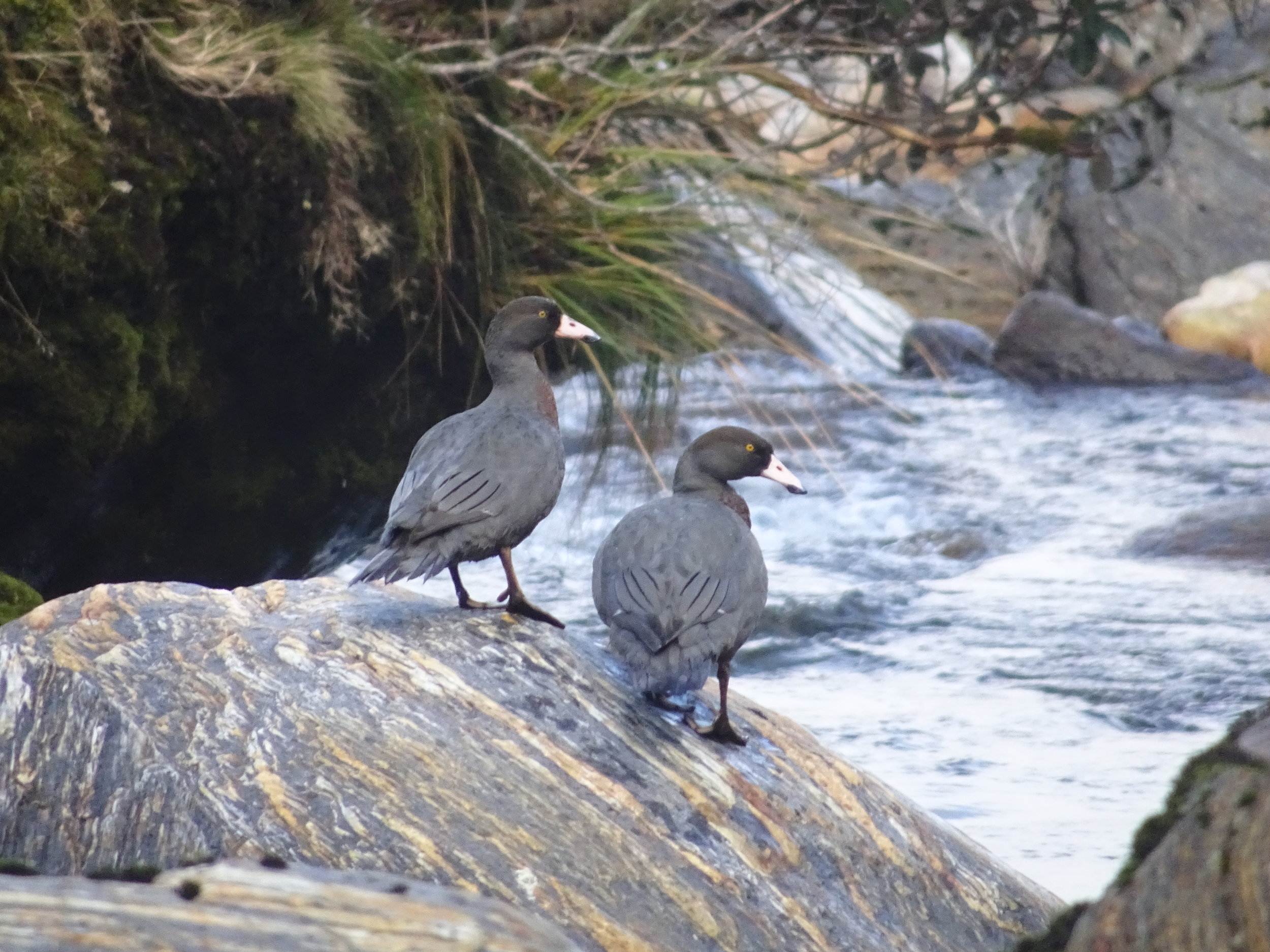 whio or blue ducks