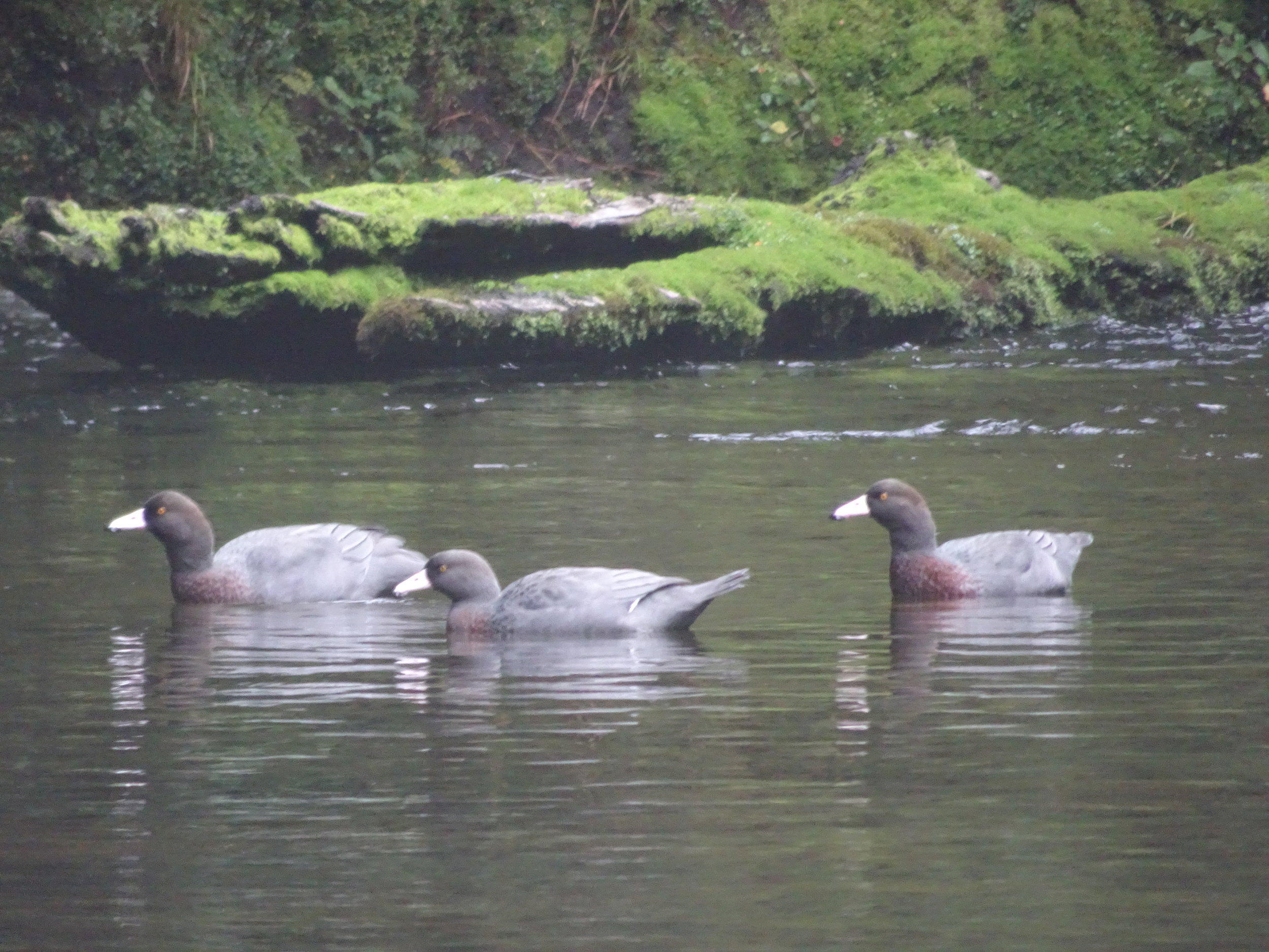 whio or blue ducks a luke potts image