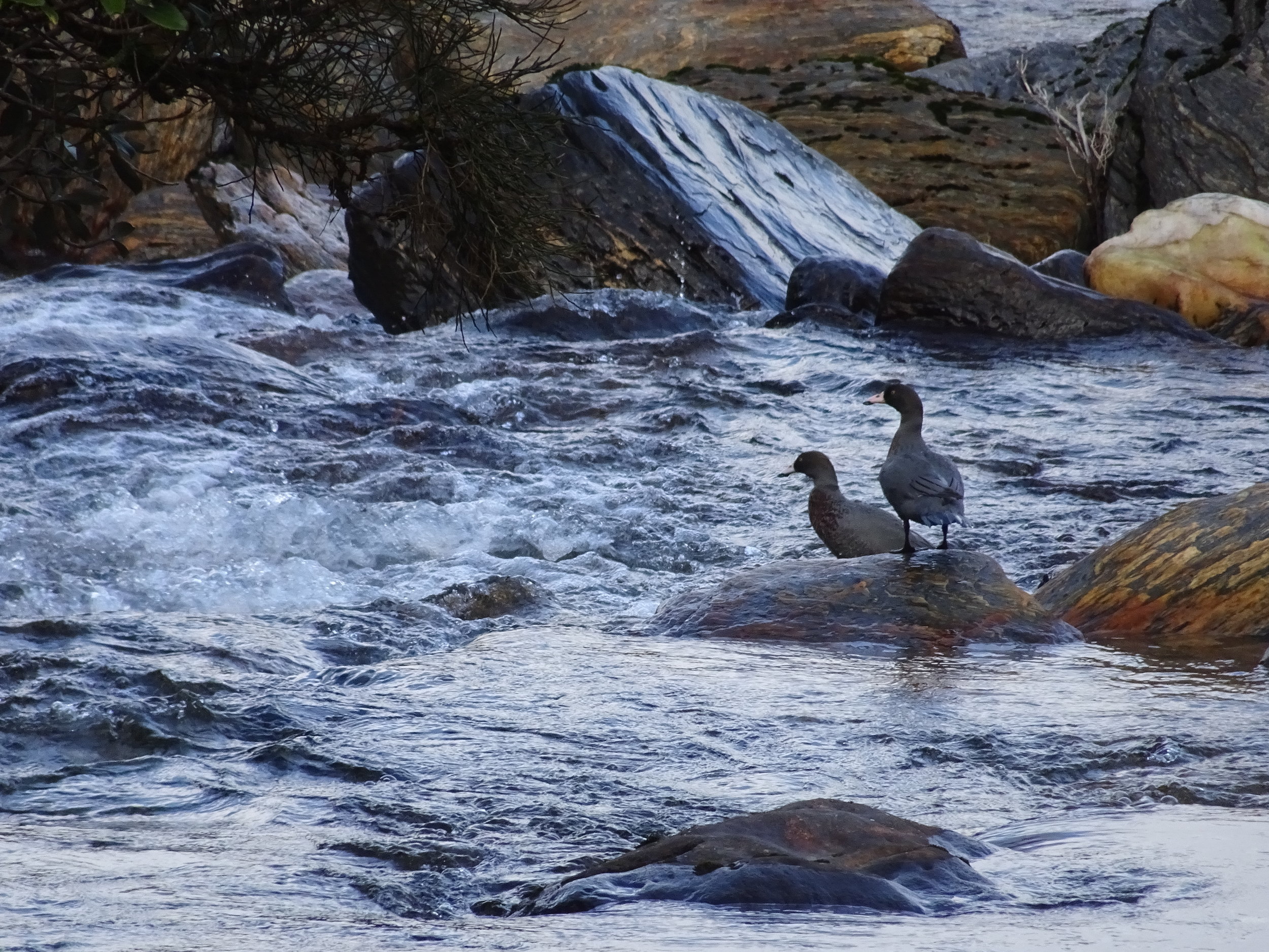 whio or blue ducks