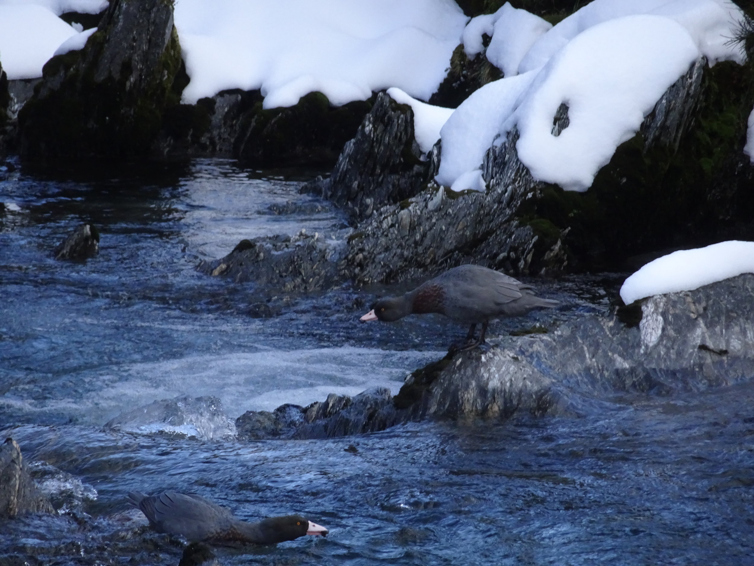 whio or blue ducks in the westland alpine