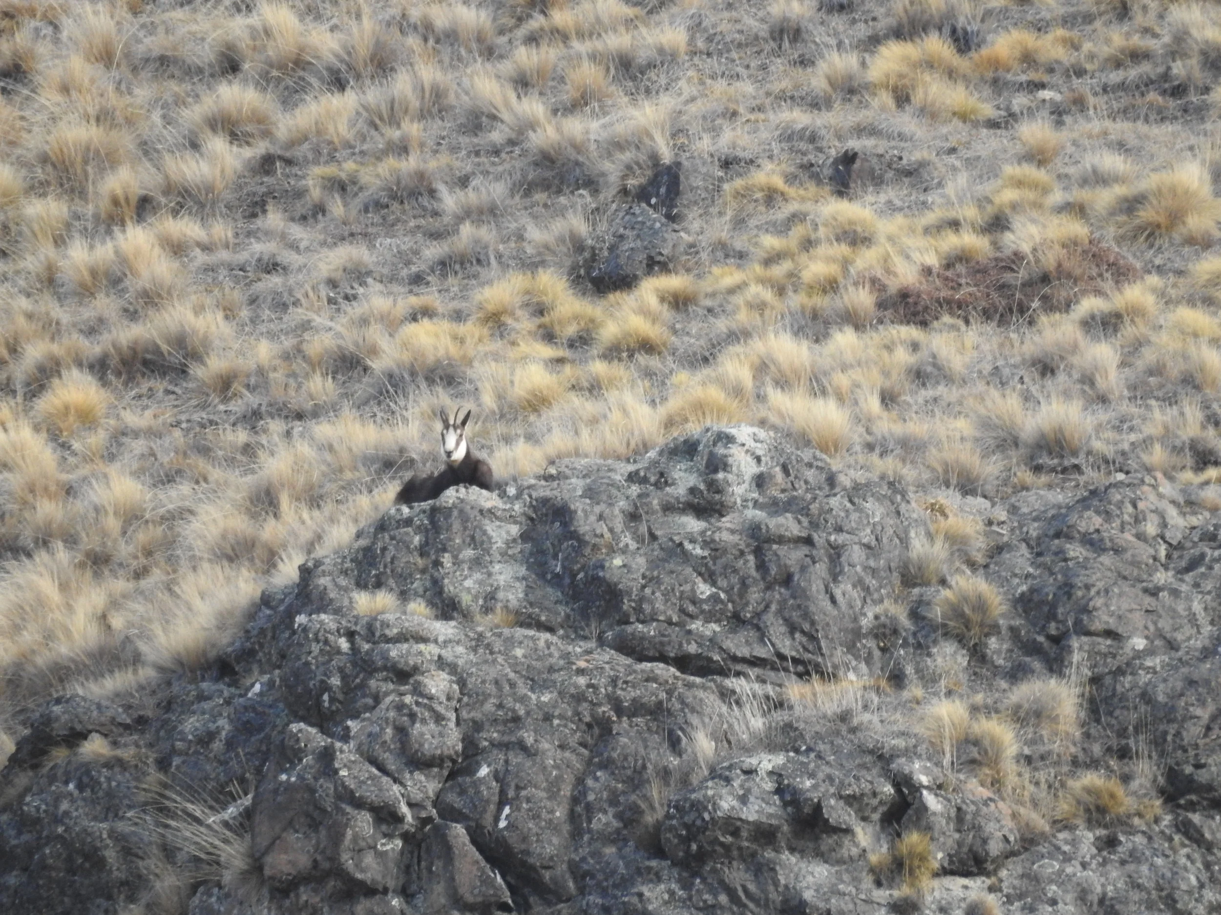 Young chamois.jpg