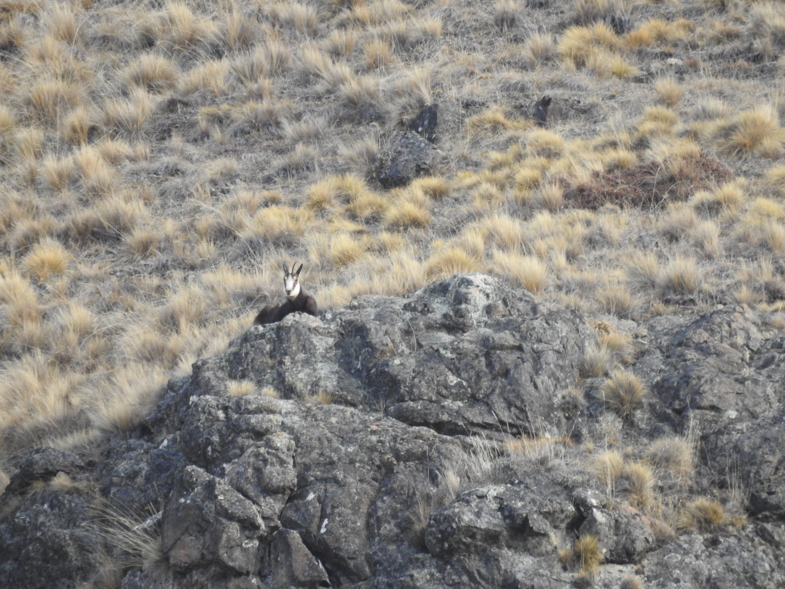 chamois bedded down