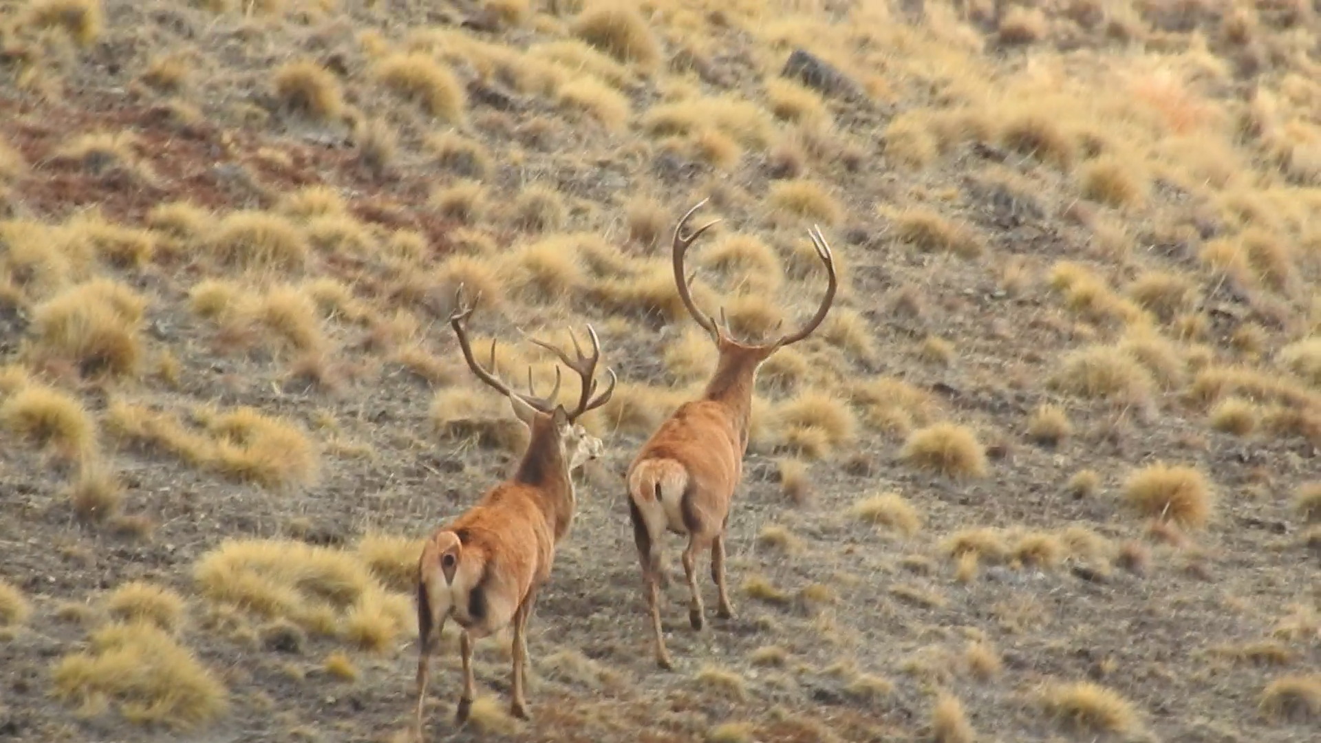 two big wild red stags new zealand