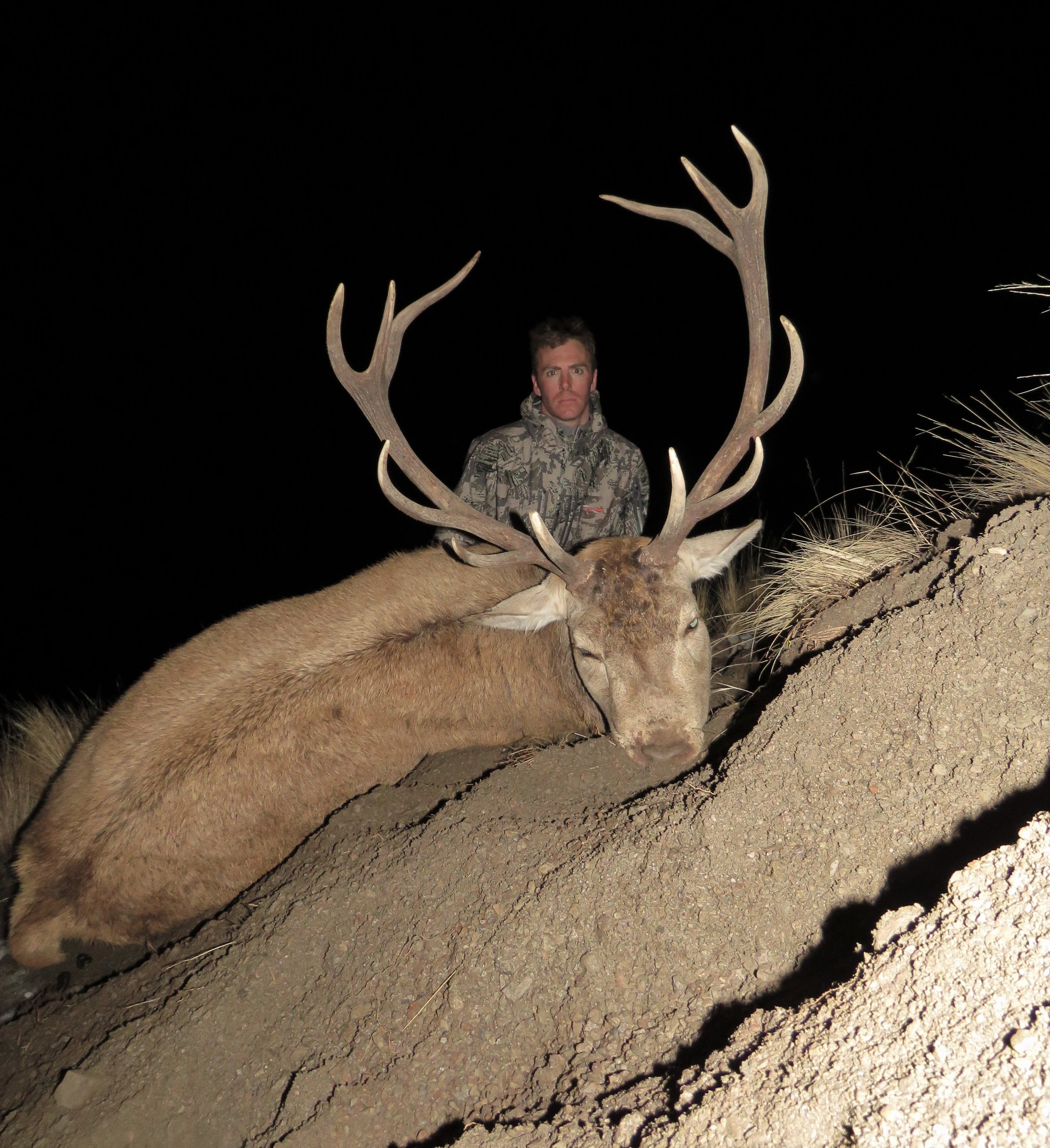 old wild red stag new zealand