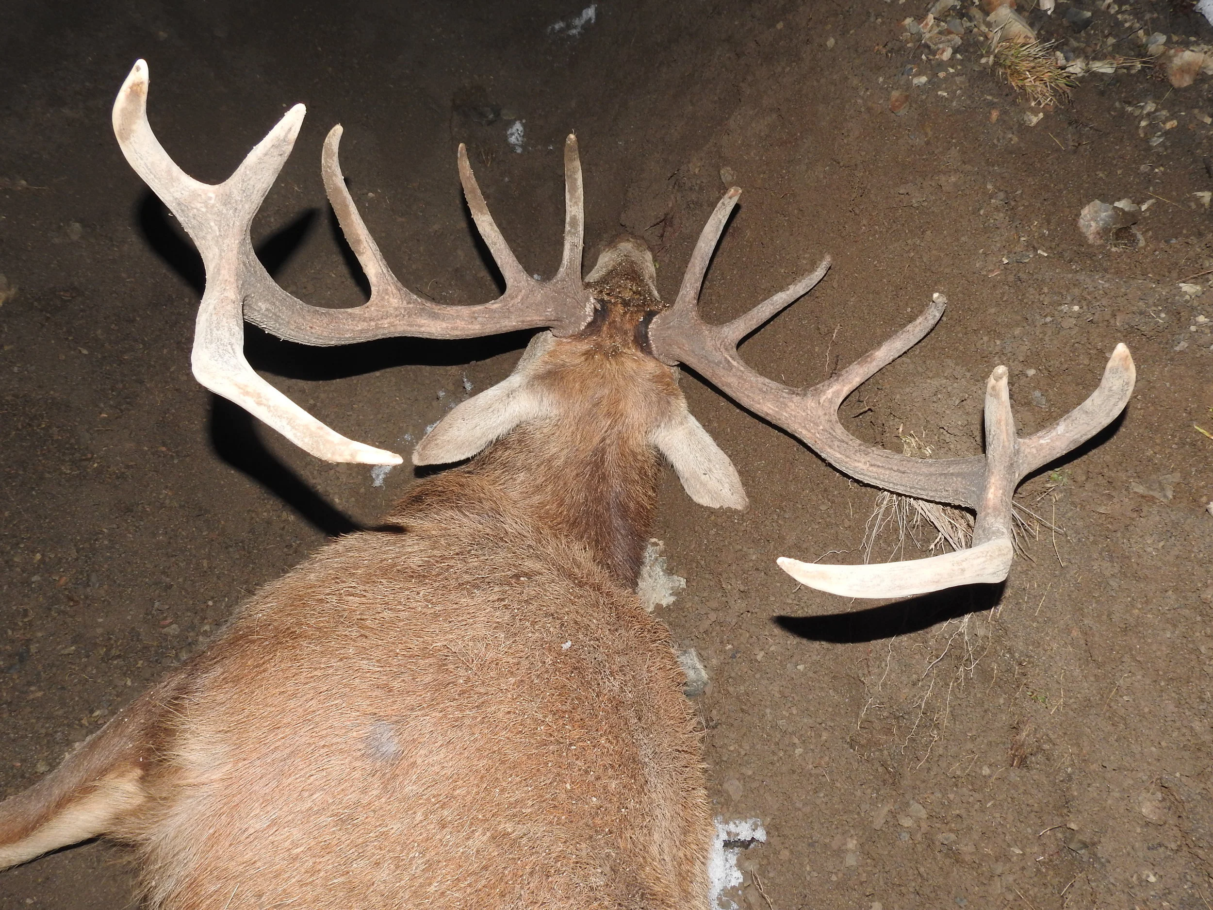 Jarrod Stag#3.jpg