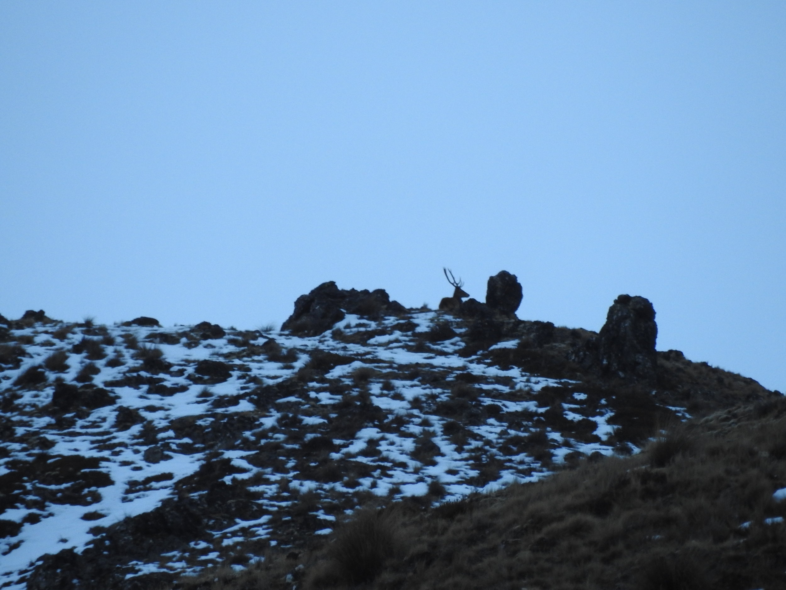 Young stag on the ridge