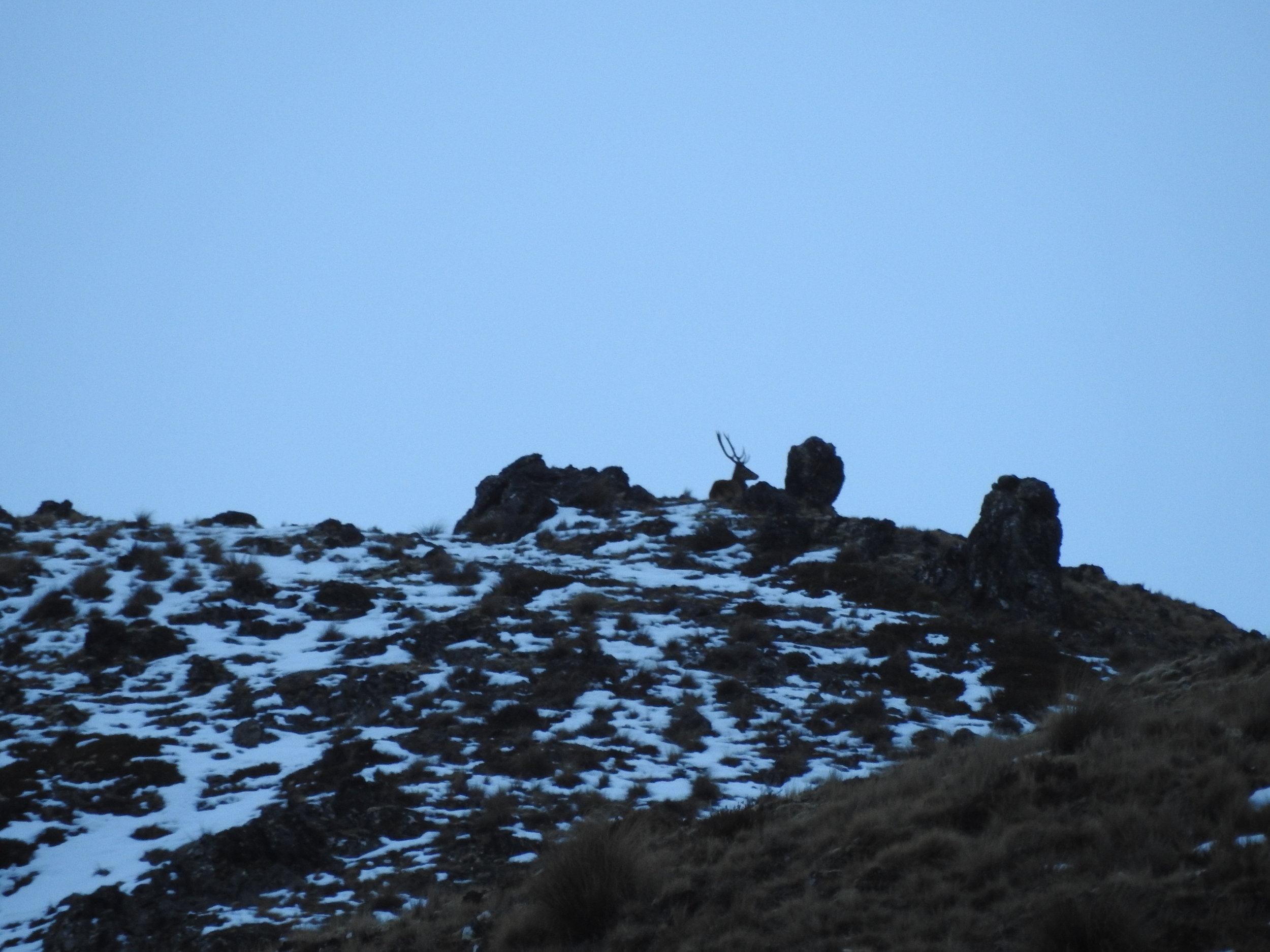  Young stag on the ridge 