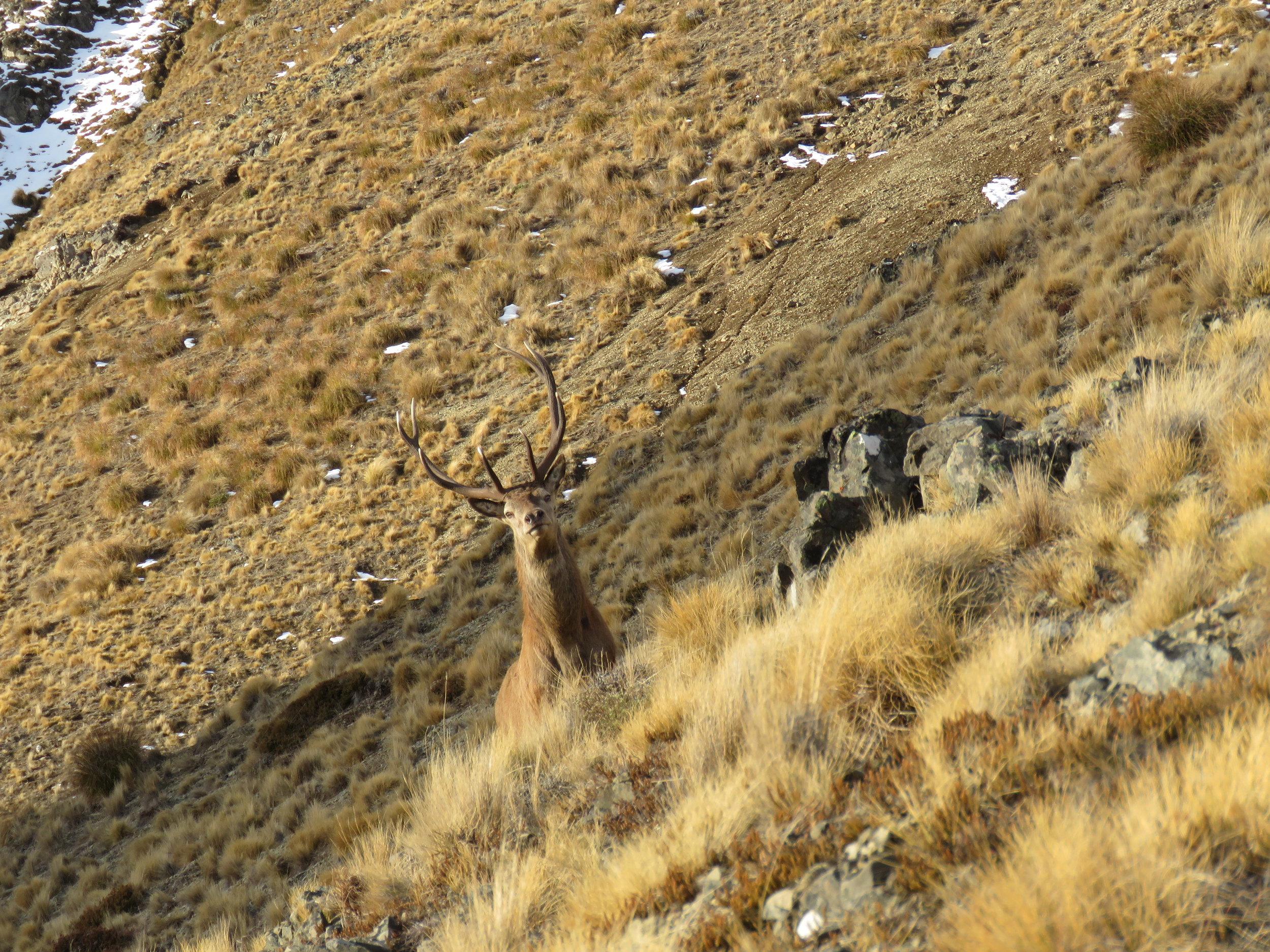 close encounter with a stag