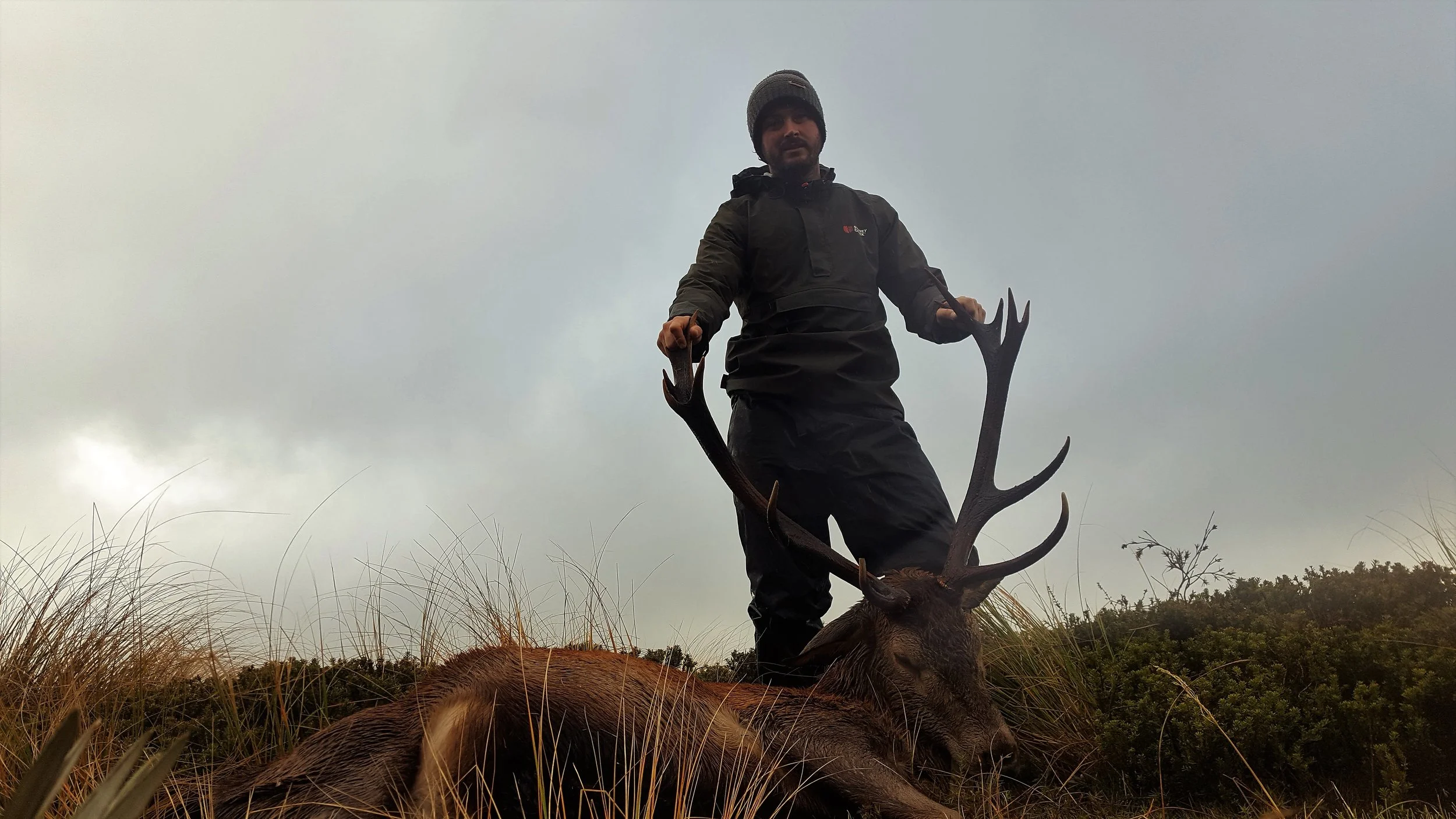 12 Point Stag.jpg