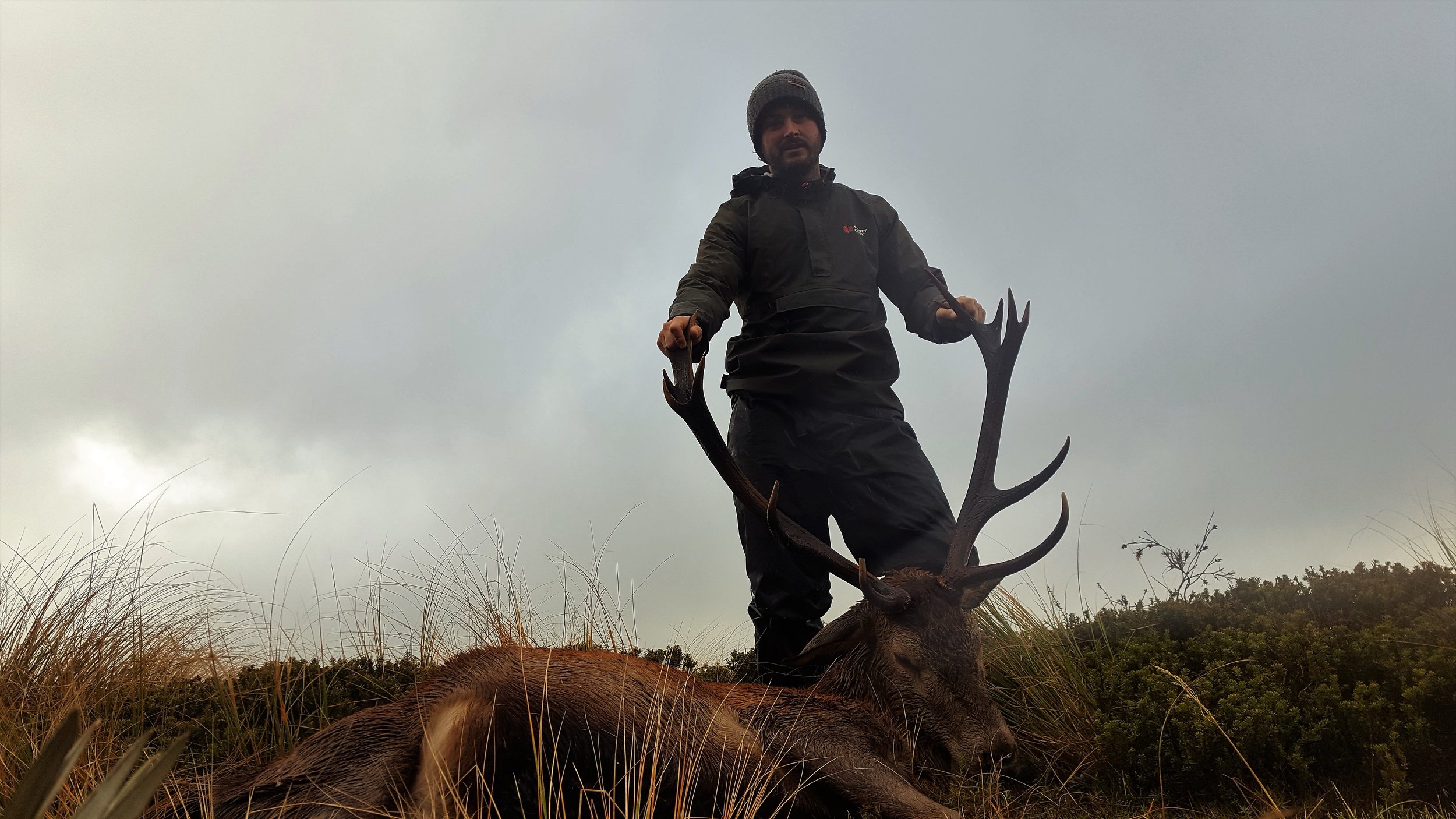 new zealand red stag