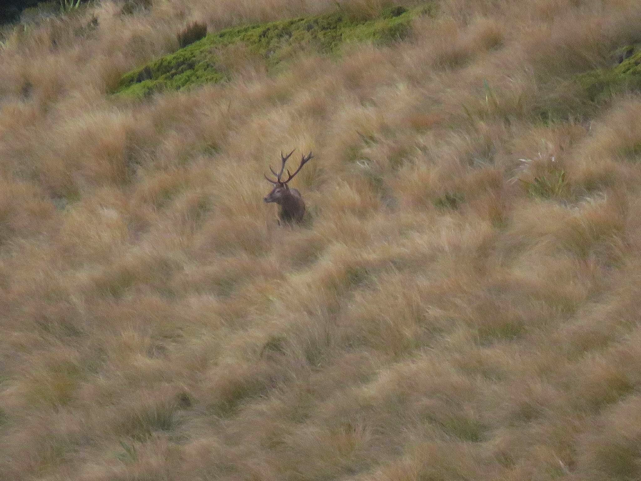 stag in the tussocks