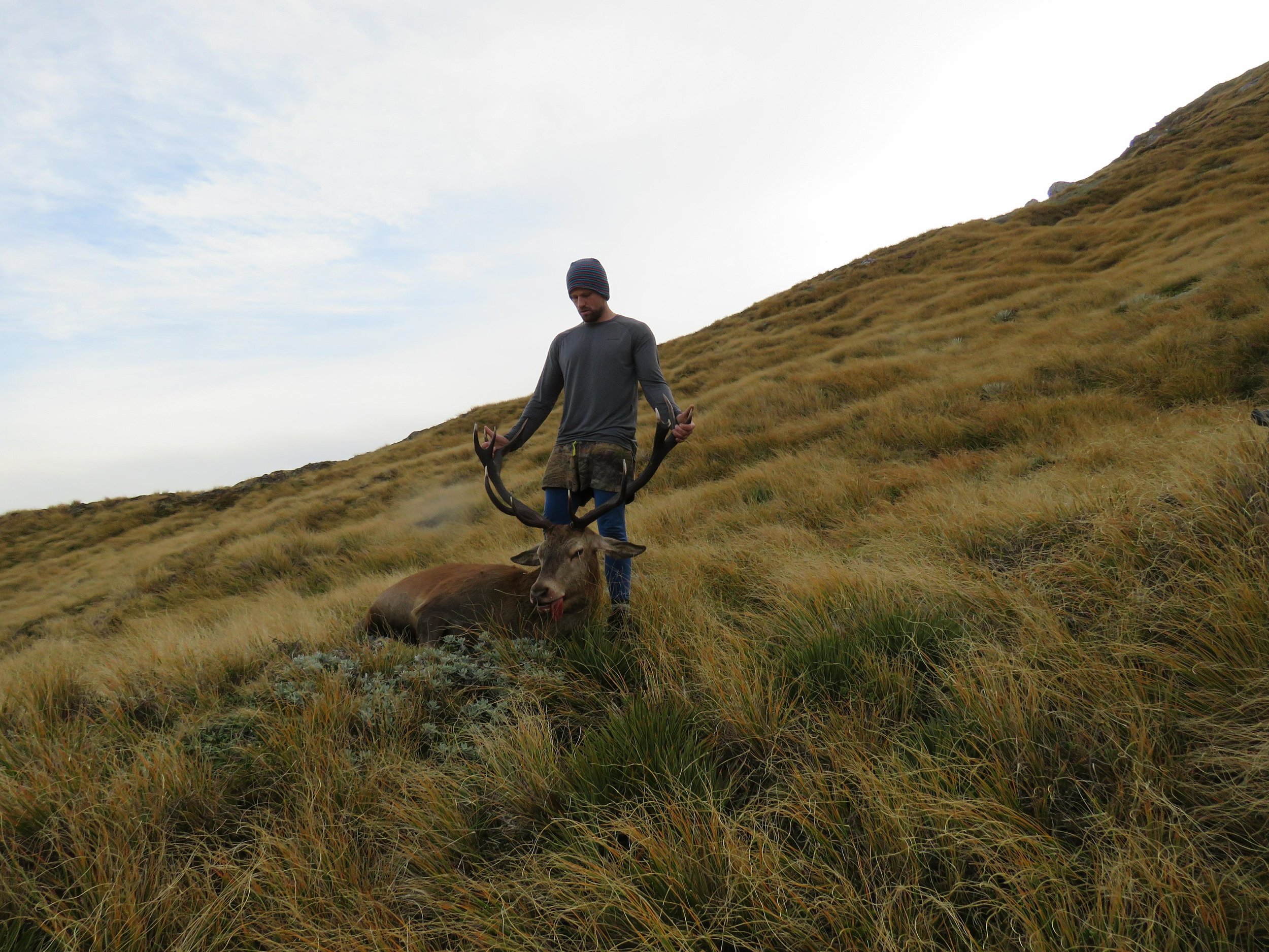 stag in the new zealand tussocks