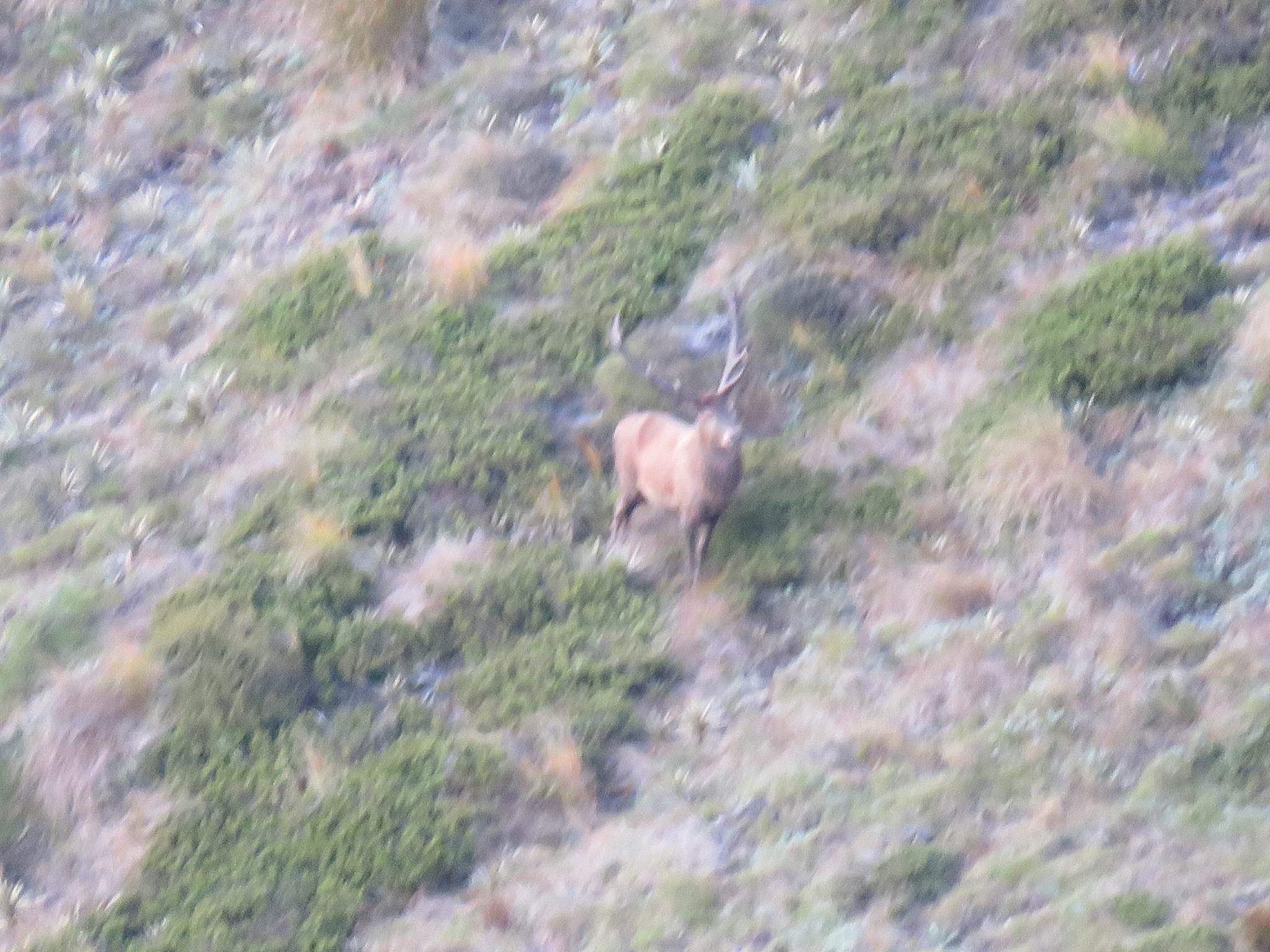 big wild red stag on the hoof