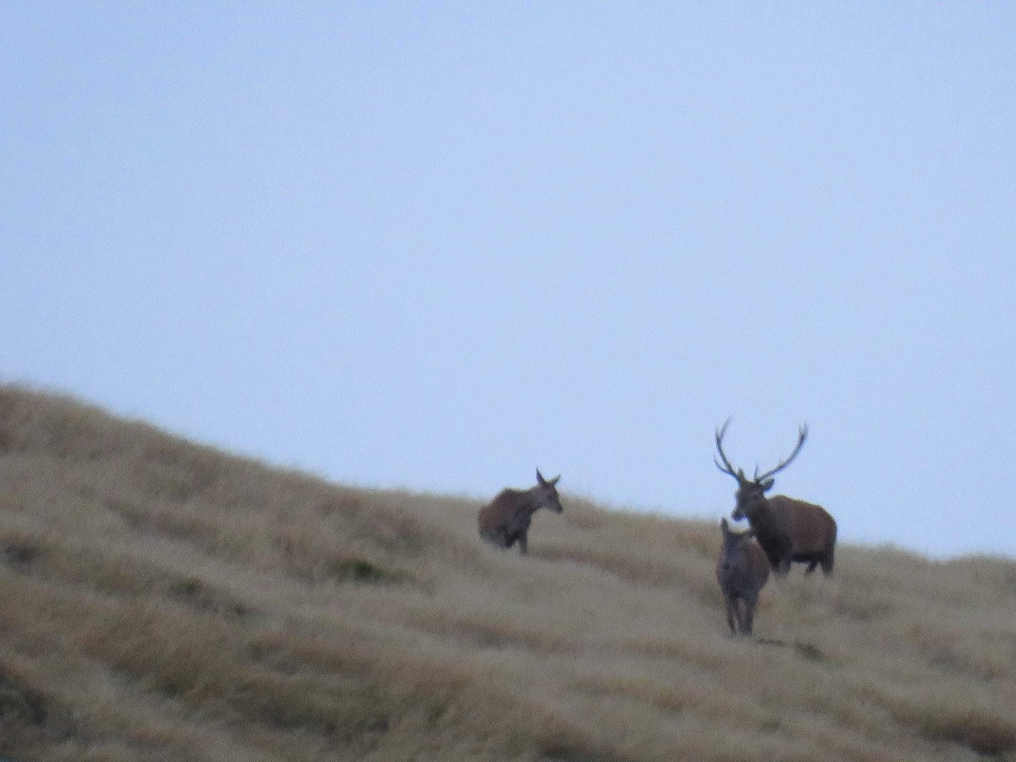 stag following his hinds