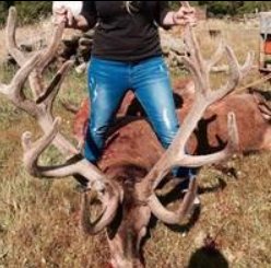 stag shot by waro commercial hunters foir its meat and velvet in new zealand