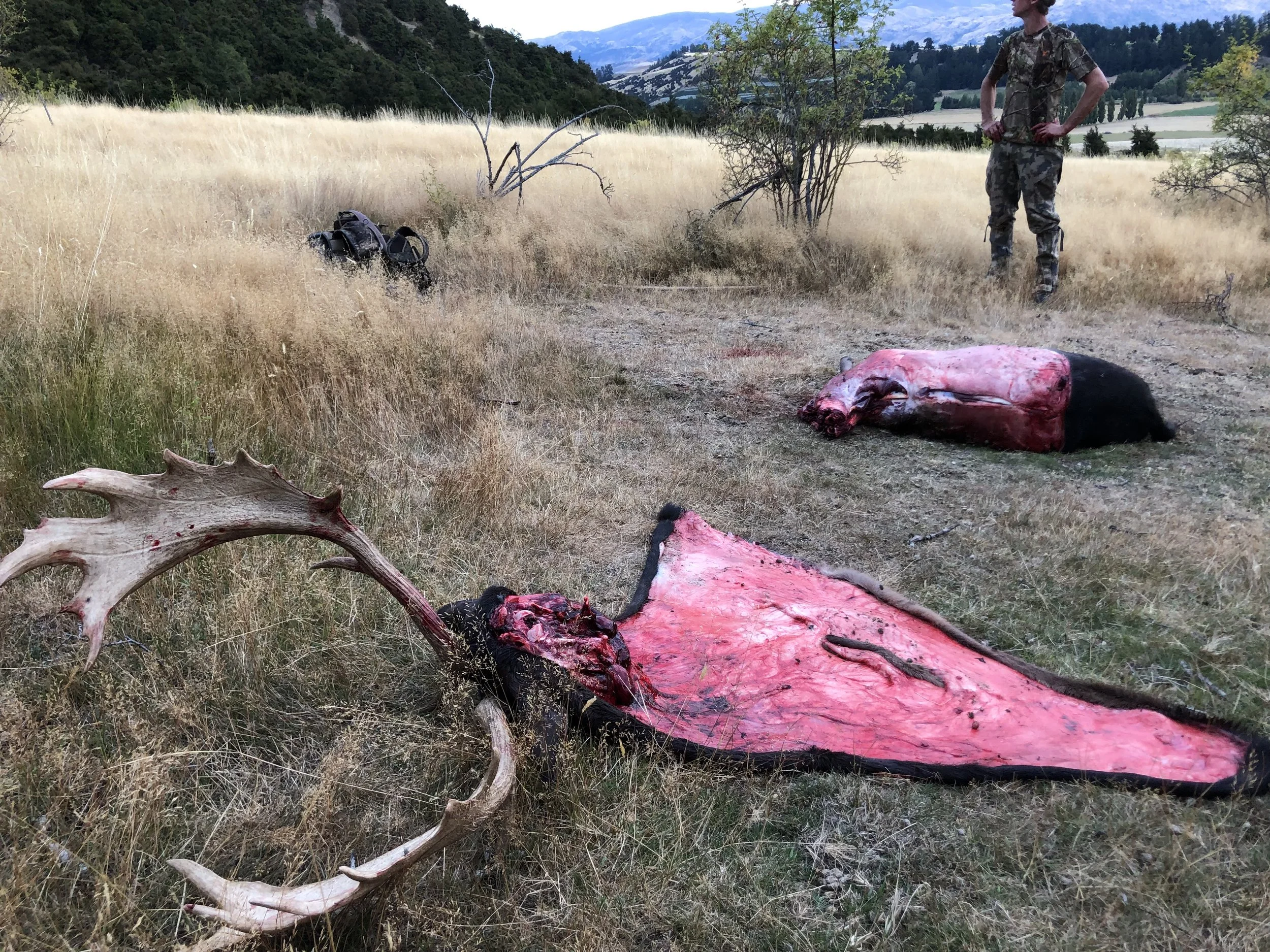 fallow buck skinned for a shoulder mount