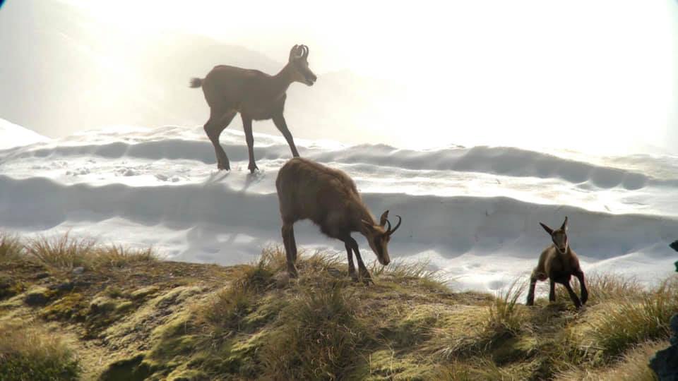 family group of chamois