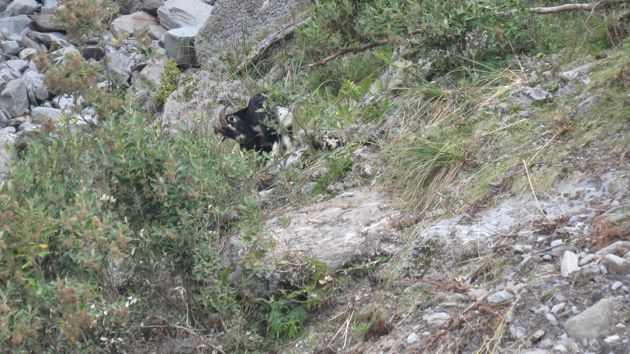 A few goats were spotted around the slips in the lower reaches of the Waitaha