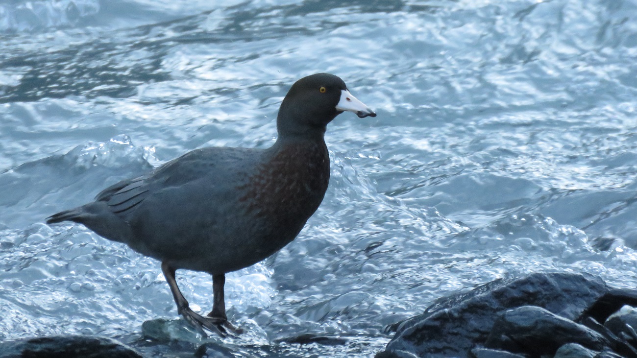  The Waitaha Valley is home to very numerous Whio (blue duck) and they always love to pose for the camera. 