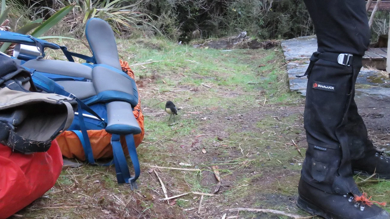 A bush robin helps with the final gear checks before the morning departure from Moonbeam Hut on day three. Haley’s brand new gaiters were quickly flying to pieces in the harsh reality of Westland bush bashing.