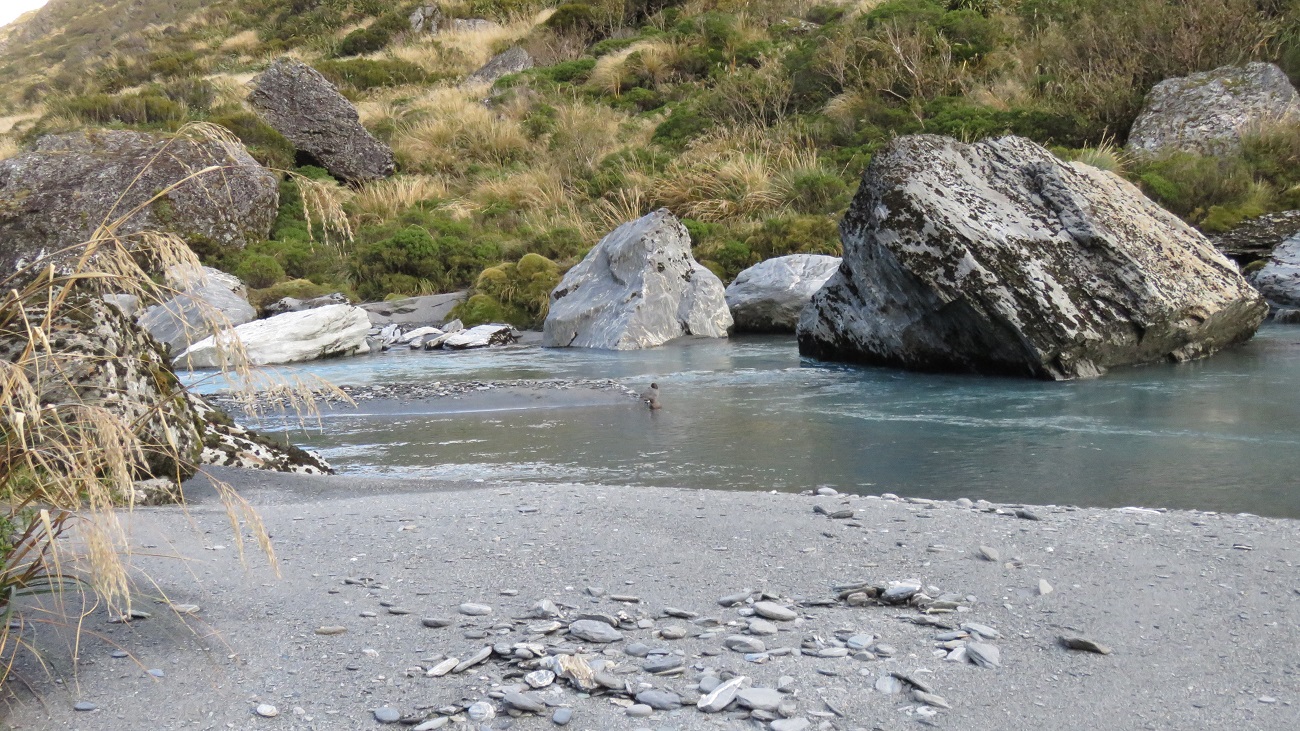 Another pair of blue ducks, calmer water and some tussock signals the flattening into the head of the Waitaha Valley, but don’t be fooled that it is easy going from here.