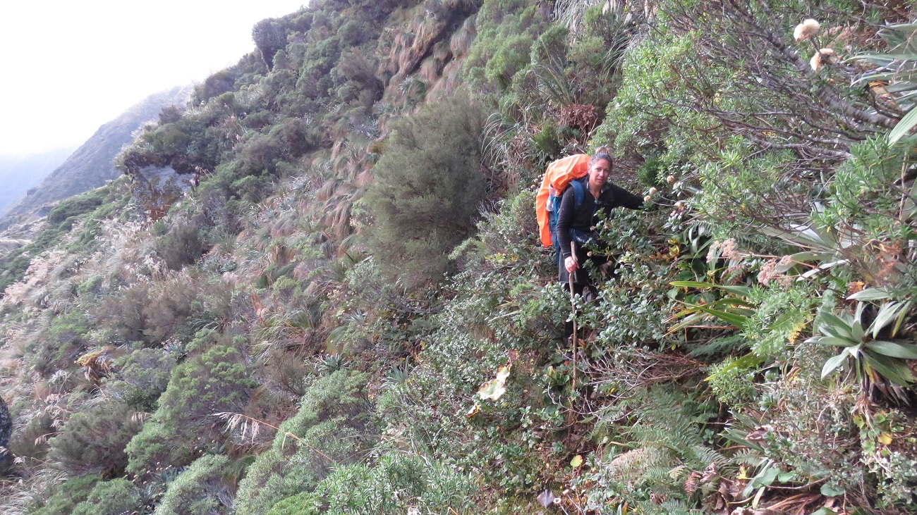  There is still a few sections of scrub bashing to be done in the upper reaches of the Waitaha Valley. I think my camera operator was over it….. just keep walking! 