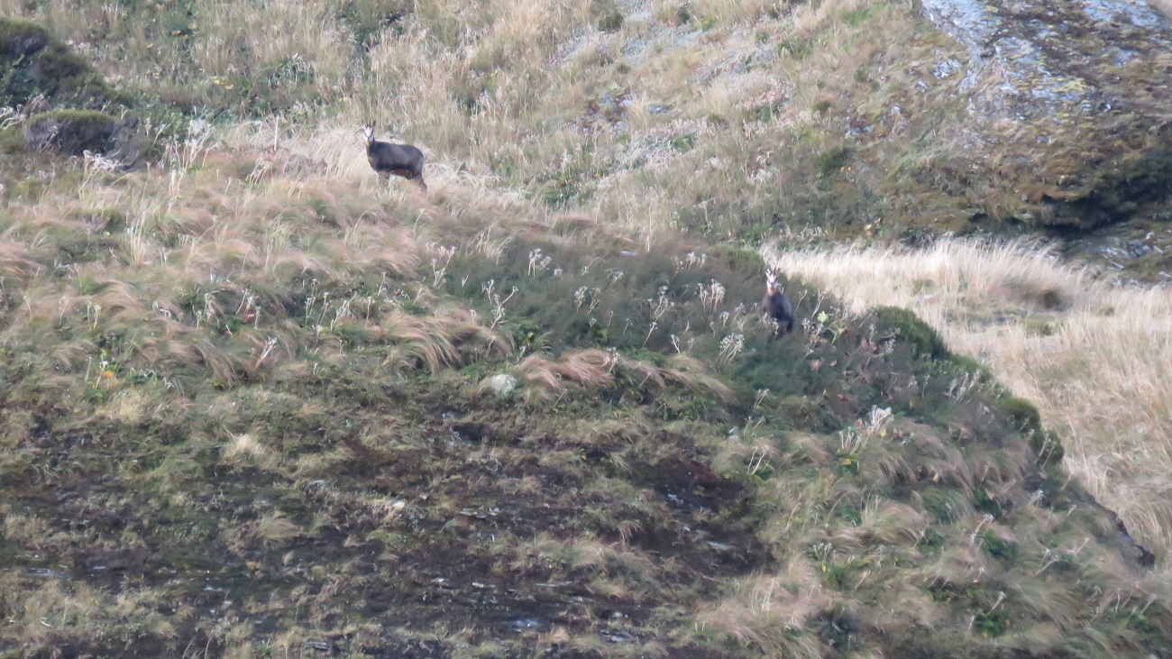A couple of Chamois made an apt greeting party at the Waitaha head water.