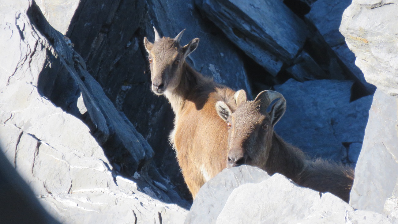 Numerous tahr were spotted around Mt Beaumont, but no bulls. We did watch a heli-hunting tour work the faces below us and the tahr were very quick to duck for cover when they heard the turbine noise.