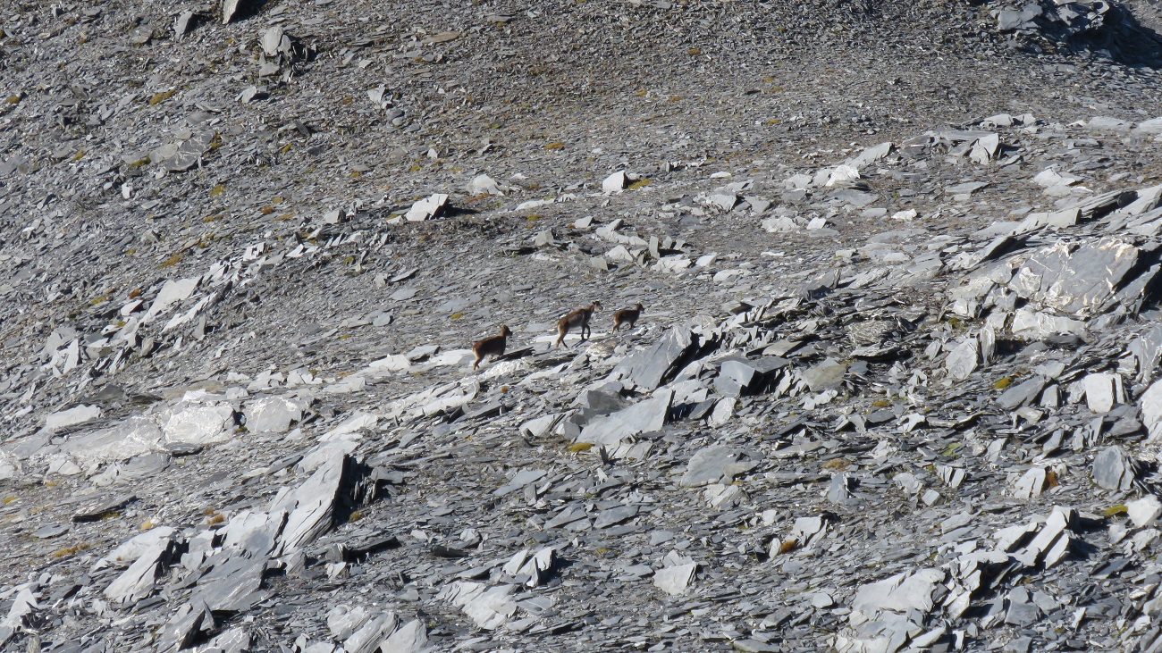 A handful of female and juvenile tahr were wandering around the high ridges below Mt Beaumont. 