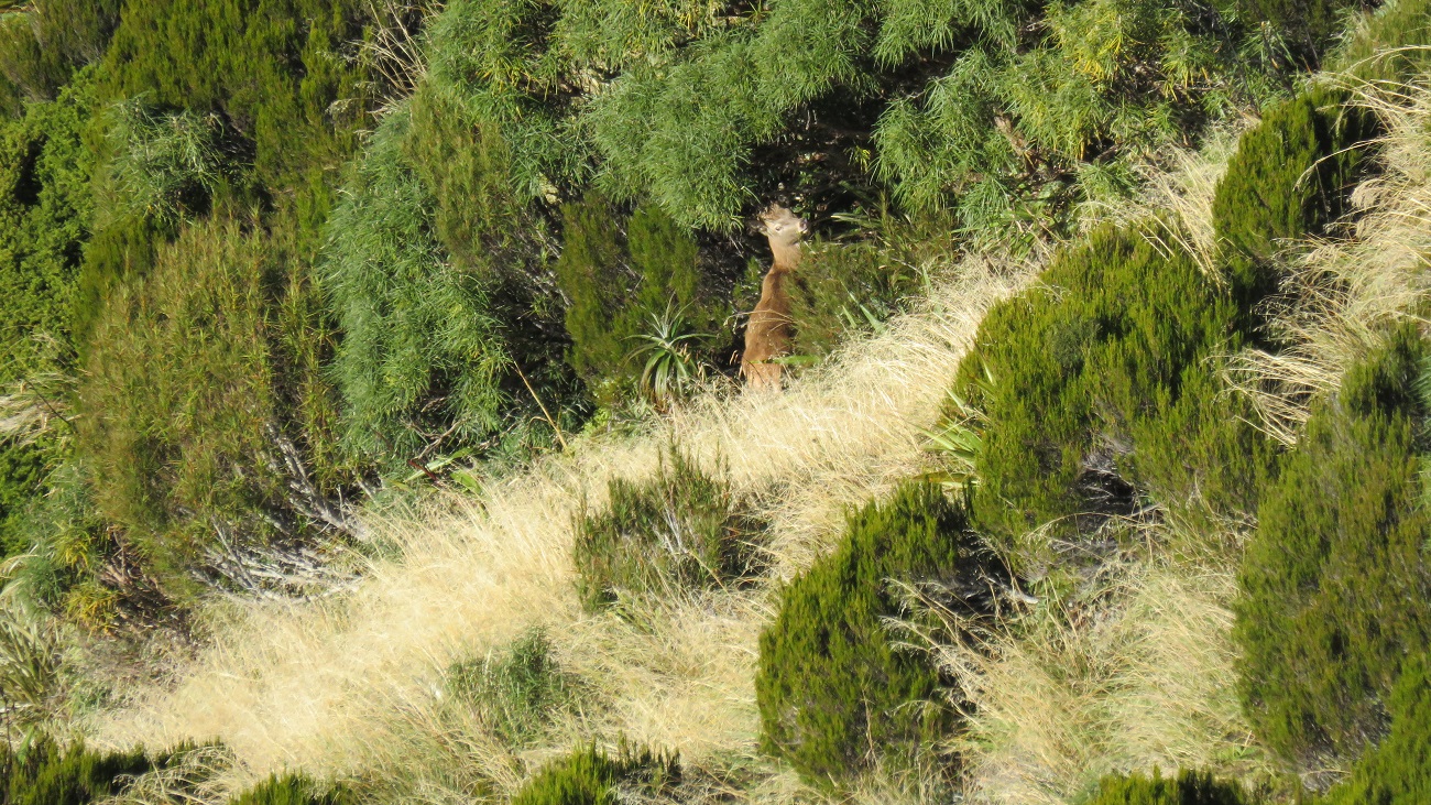 A spiker peaking out of the sub-alpine scrub.