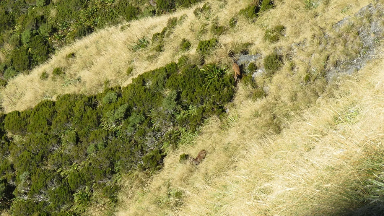 The deer were quick to take cover when they heard a helicopter pass over head.