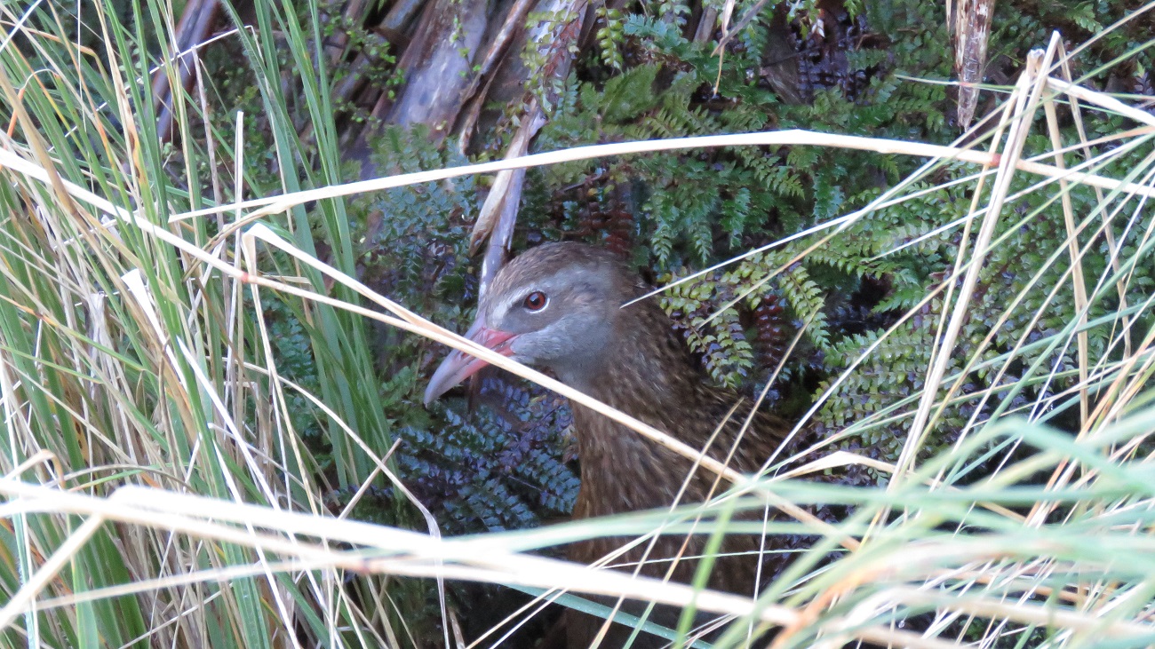  A curious weka in the sub-alpine zone. We spotted plenty of these little guys throughout the trip. 