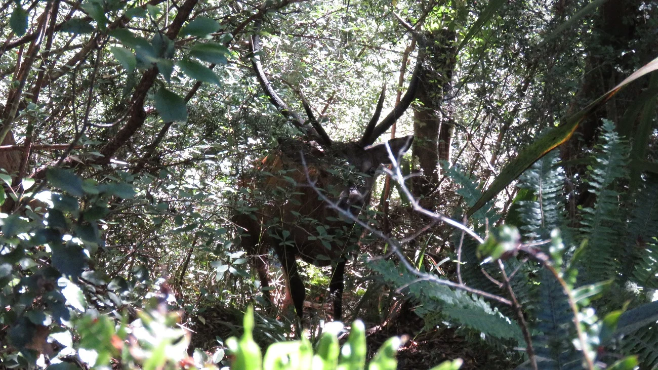 A few more roars had him sneaking a bit closer up towards us.