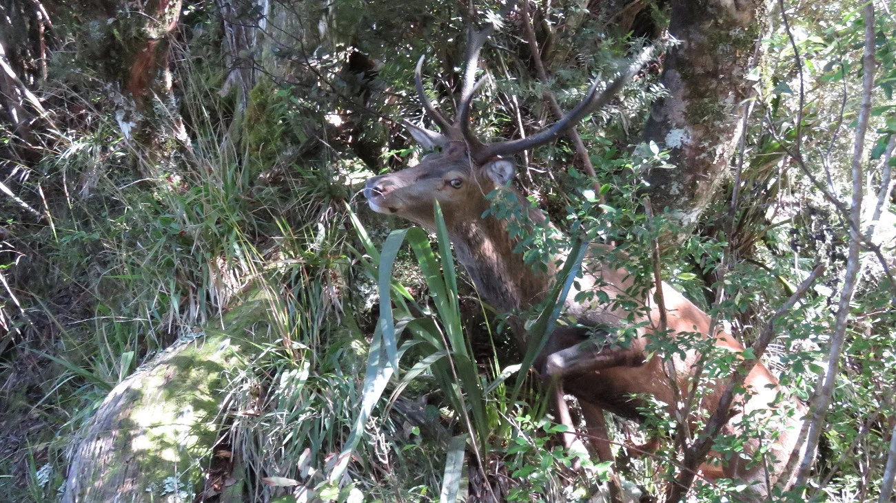 I left Haley on the spur track with the camera and the stag pushed through to within a couple of meters.