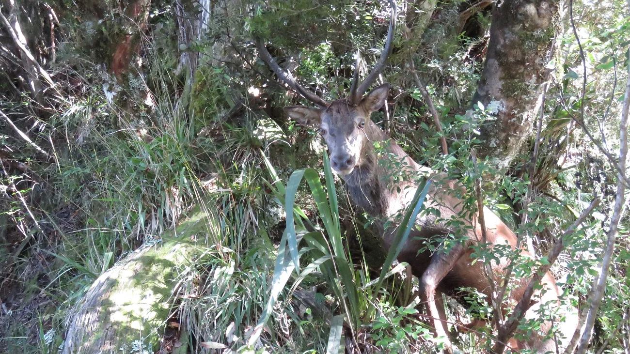  At this point I stepped back up onto the spur between the camera operator and the stag and said to him man to man “alrighty mate, that’s enough”. With that he crashed away for 15 meters then continued to roar and watch us as we re-shouldered the packs and said goodbye. 