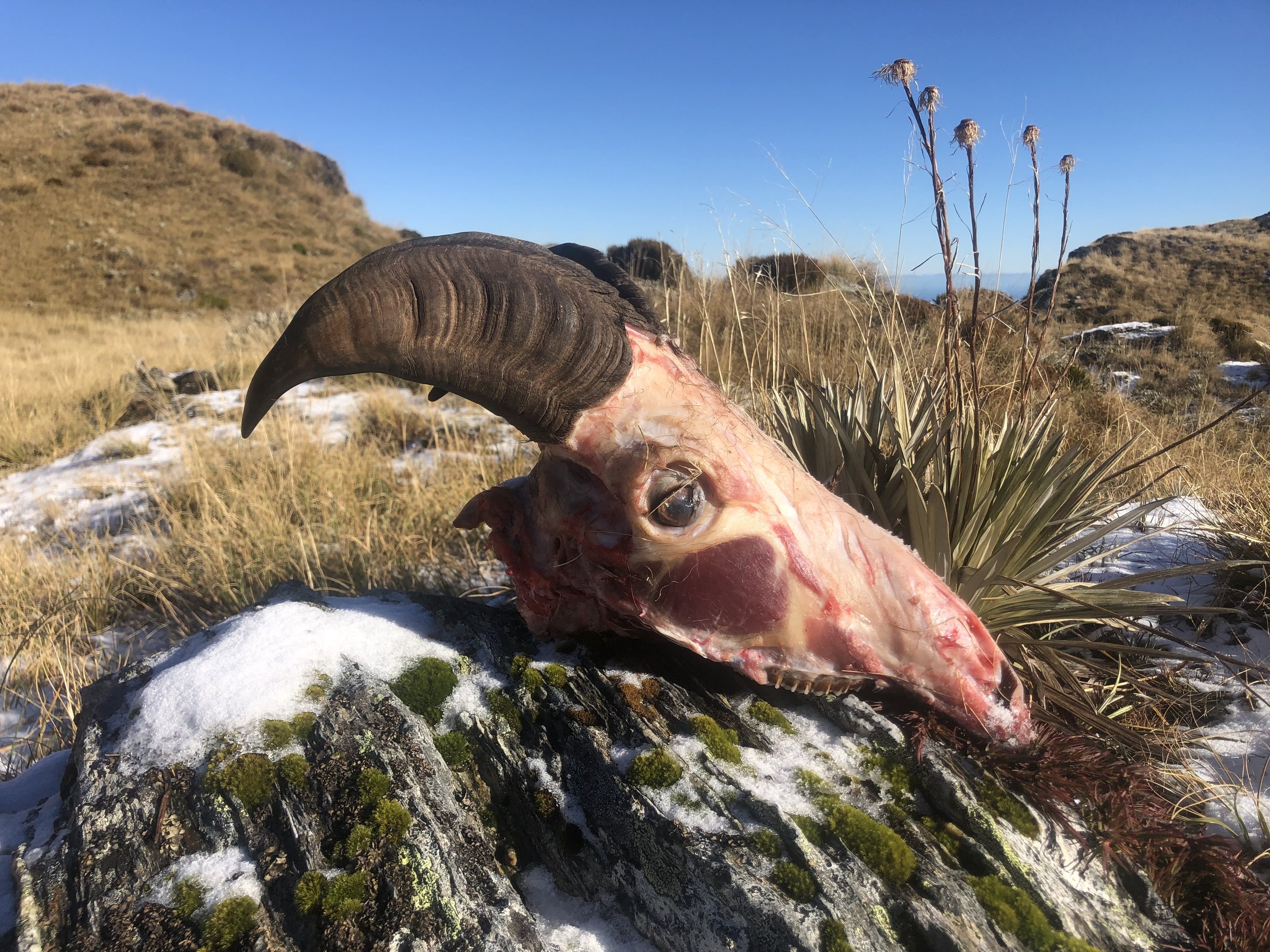 A great bull to shoot, old and never going to get much better than he already his