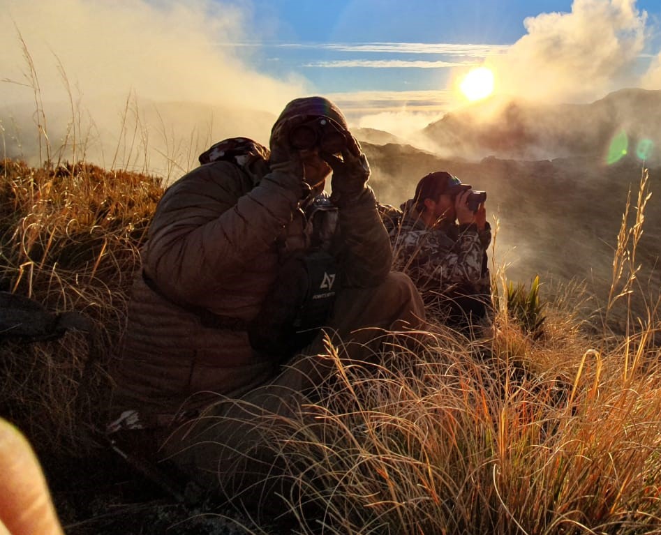 glassing for tahr in the fading westland light